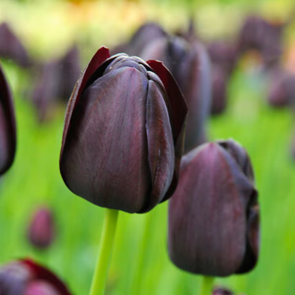 IMG_0702.png
