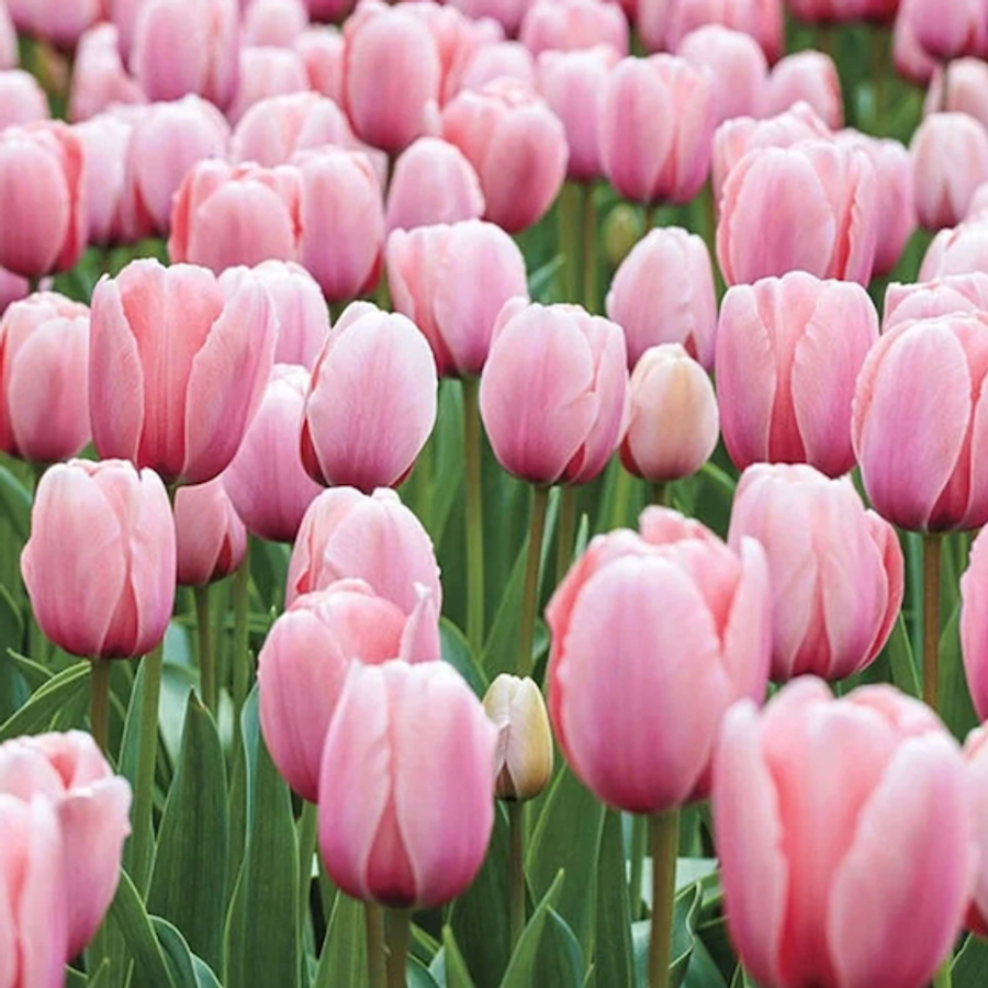 Specialty Tulip Bulbs