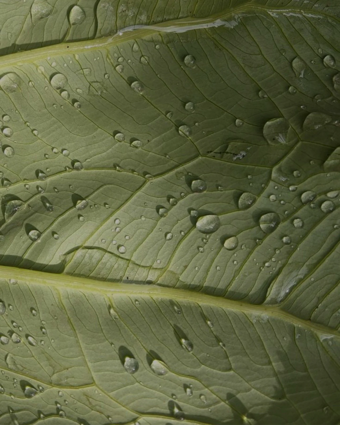 Fresh. Pure. Grounded.
Nature does it best. ✨🌱

#bathhaus #bathhauscronulla #bathhausrecovery #sydneyrecovery #sydneycoldplunge #sydneysauna #cronulla #cronullamall #cronullabeach #wellness #exploreNSW #sydneyweekender #whattodoinsydney #weekendinsy