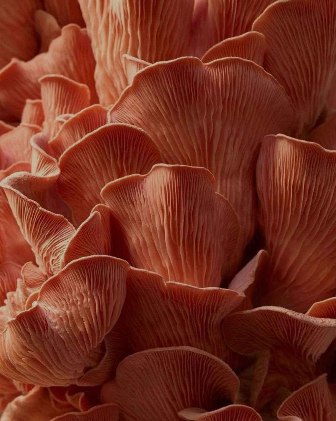 Nature&rsquo;s medicine. 🍄 

Mushrooms are packed with nutrients that support immunity, brain health, and overall wellness. Incorporating these little powerhouses into your diet can give you the boost you need. ✨

#bathhaus #bathhauscronulla #bathha