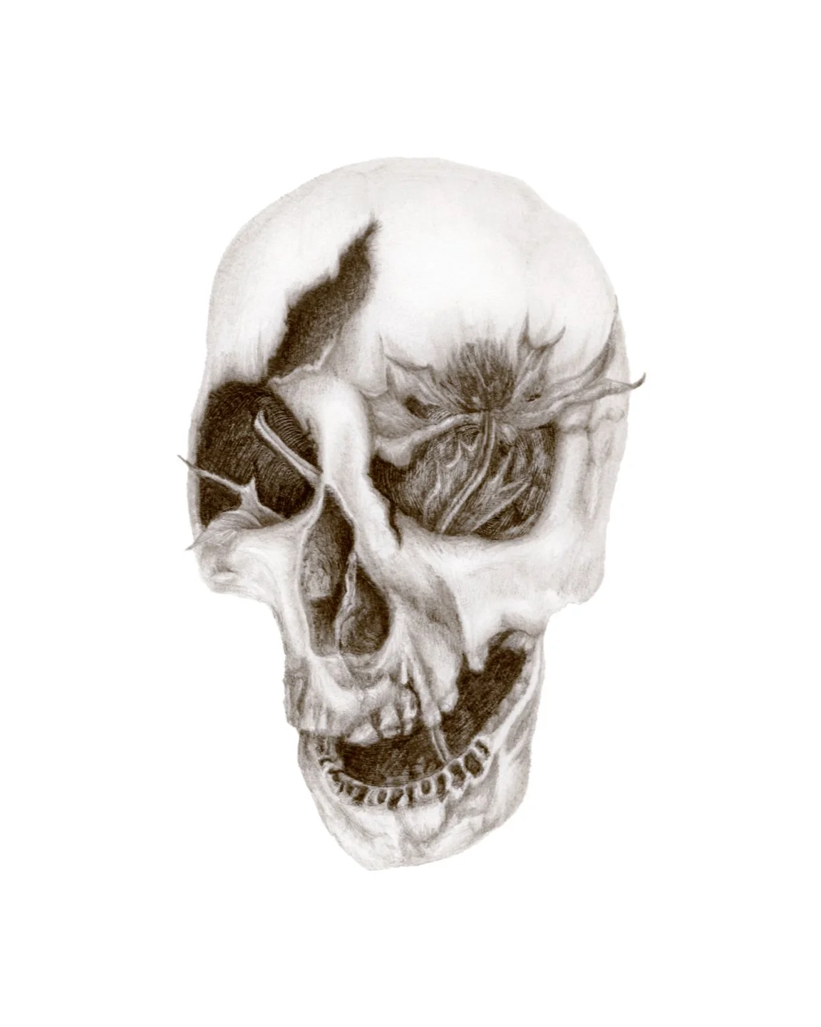 An image of a skull with a large right forehead crack with a small pointy flower coming out of the left eye socket that is drawn in pencil.