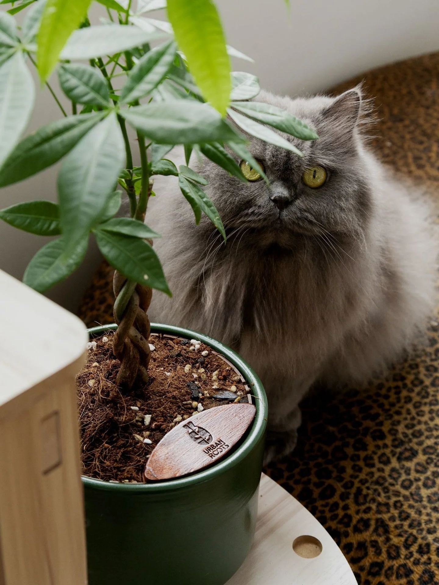 Urban Roots 5826.jpg