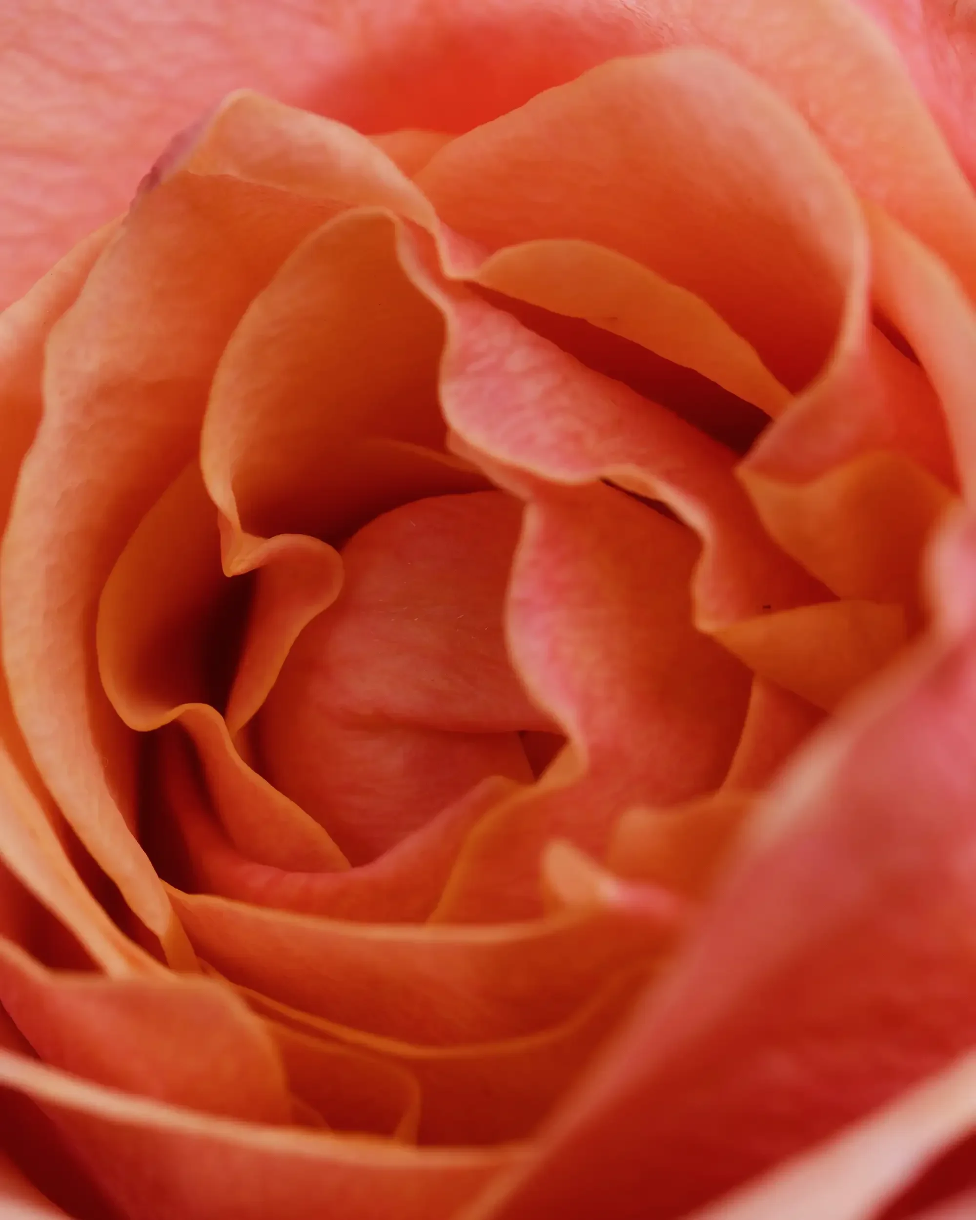 Prem Rouge: Love, layered.