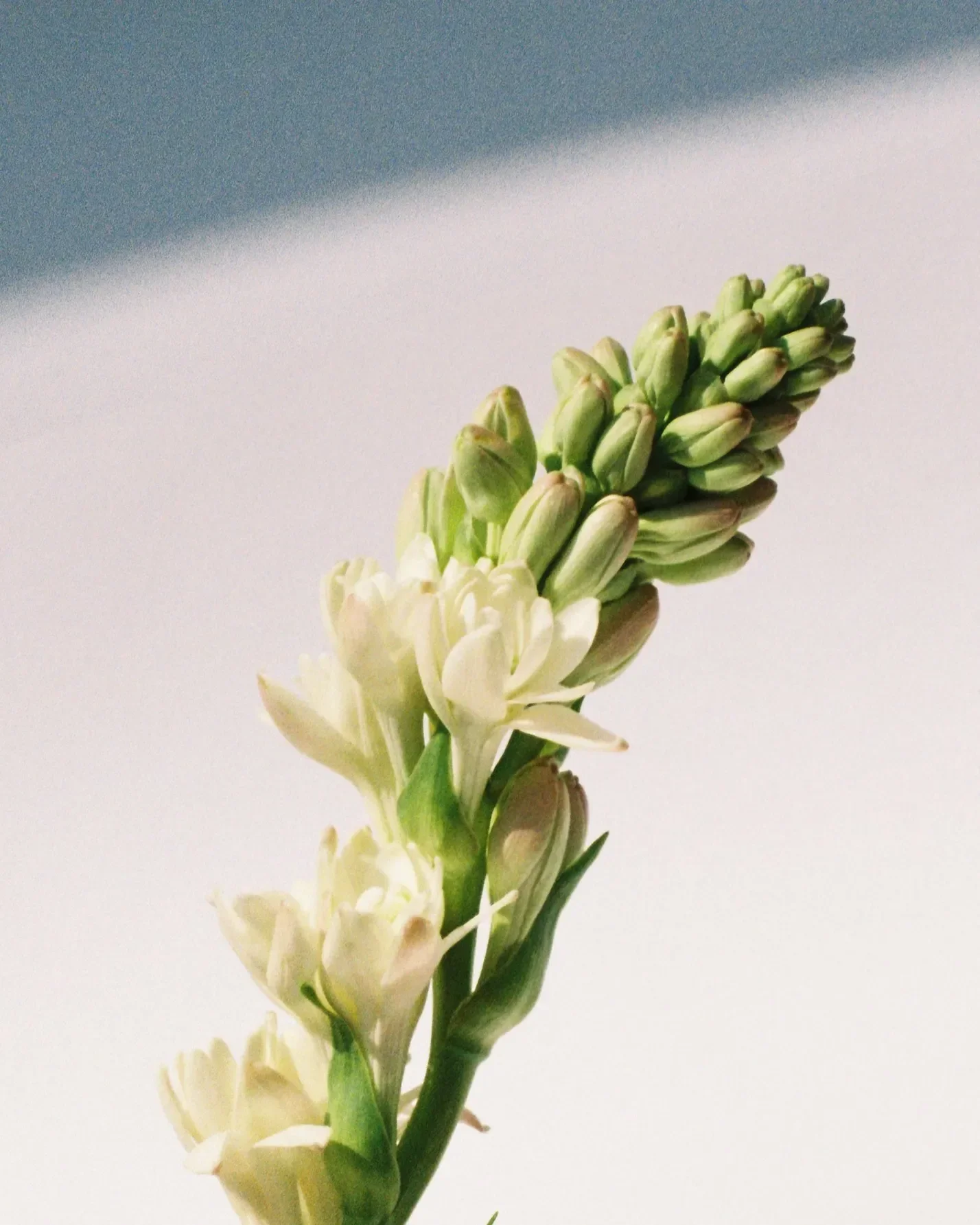 Close-up of a white flowering plant with a green stem and buds against a background of a white surface and a portion of blue sky.