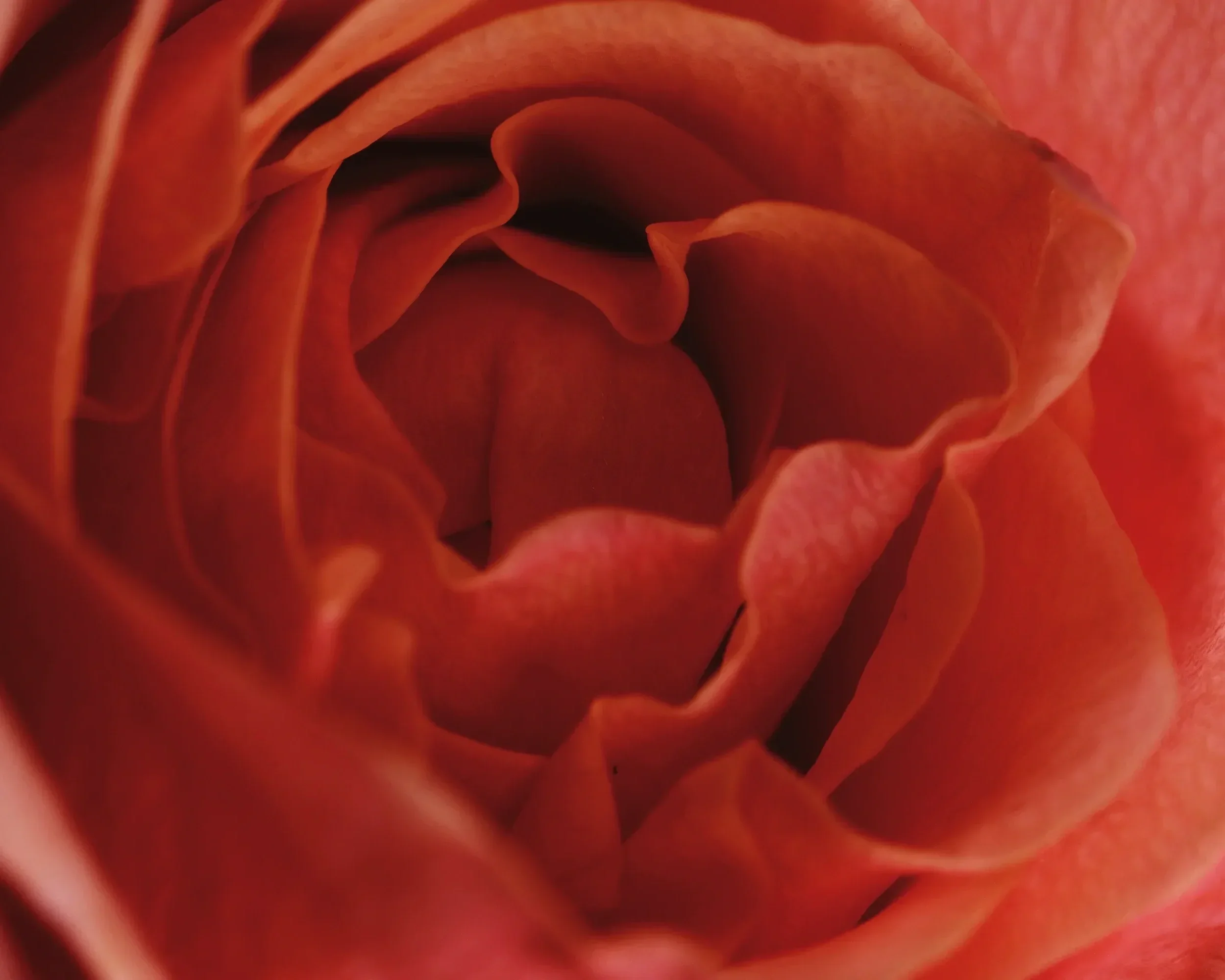 Close-up of a pink rose flower with soft, layered petals.