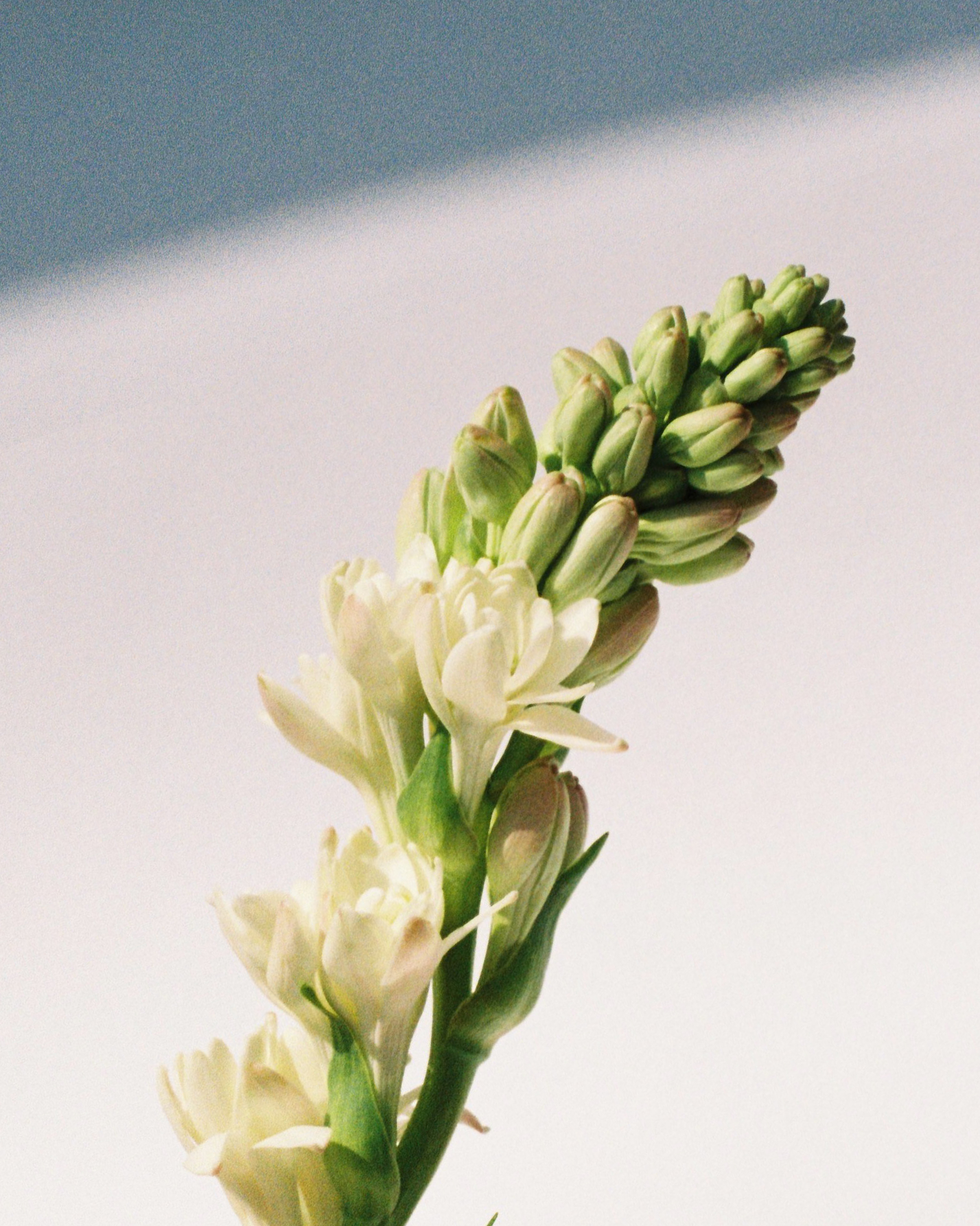 dh_ingredient_tuberose_02.png