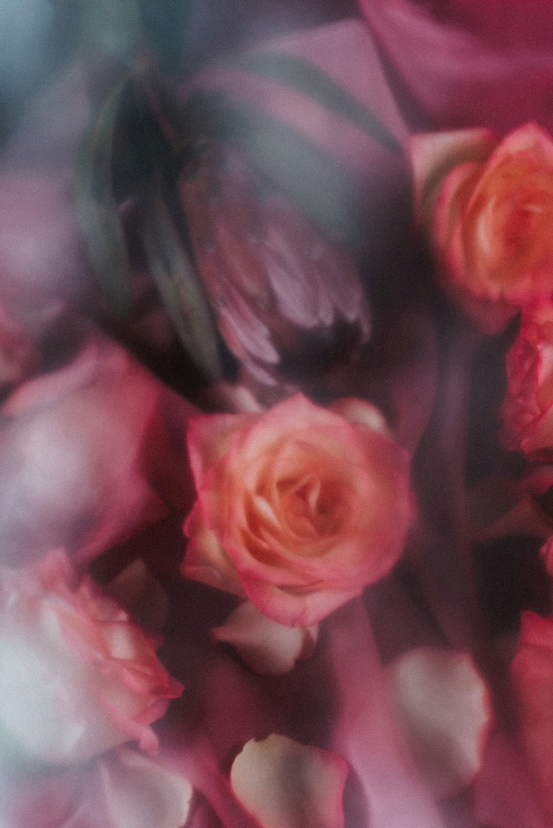 dilli-house-prem-rouge-rose.jpg