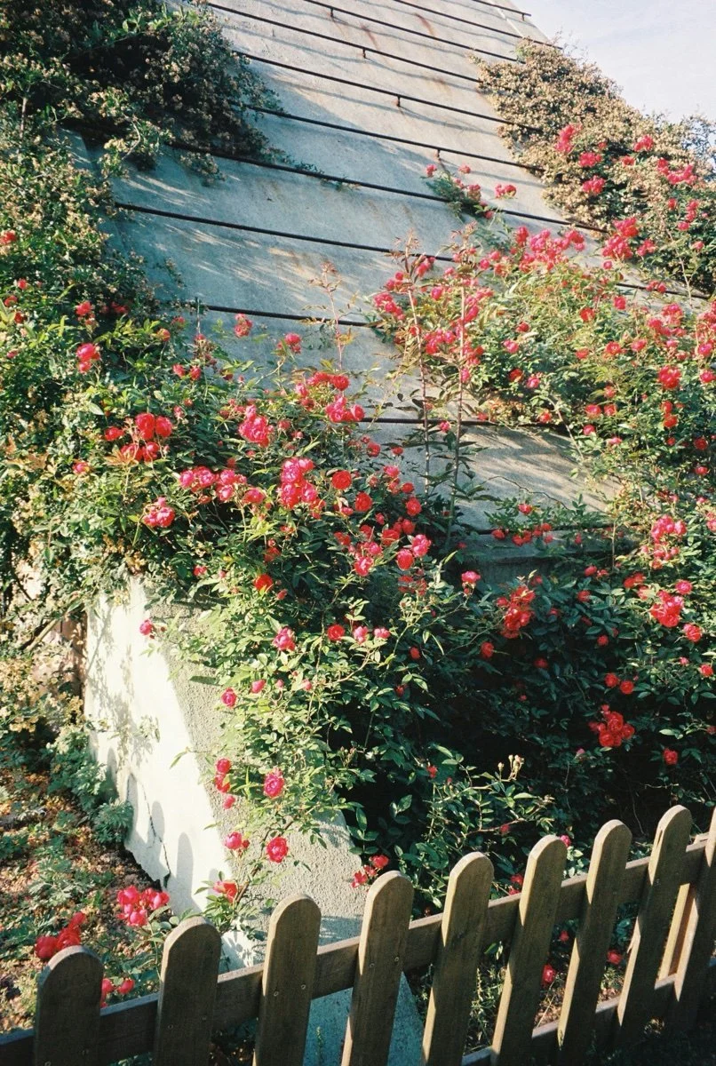 A garden with pink roses growing on a slope next to a small white wall and a wooden fence at the bottom, with a house roof in the background.