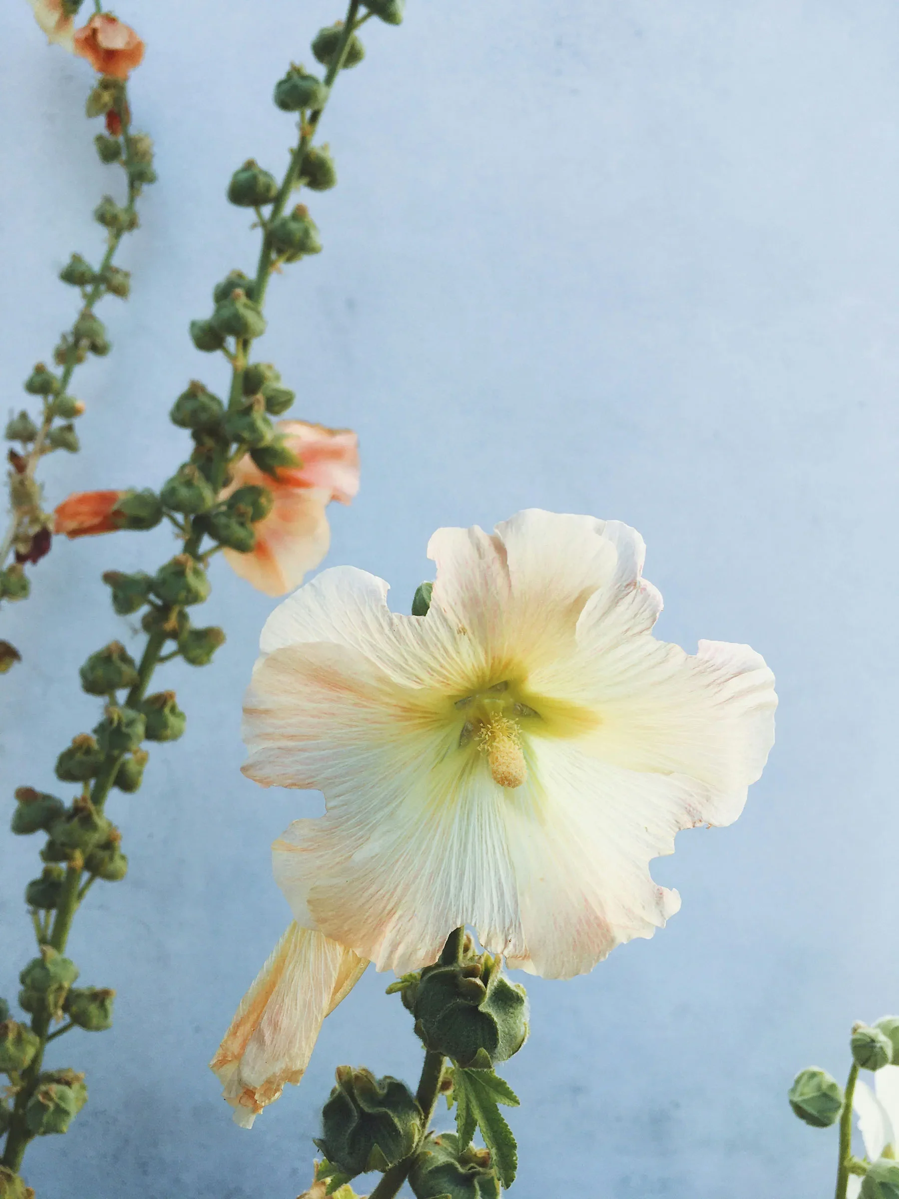 Close-up of a cream-colored hollyhock flower with a yellow center, alongside green buds and stems, against a light blue background.