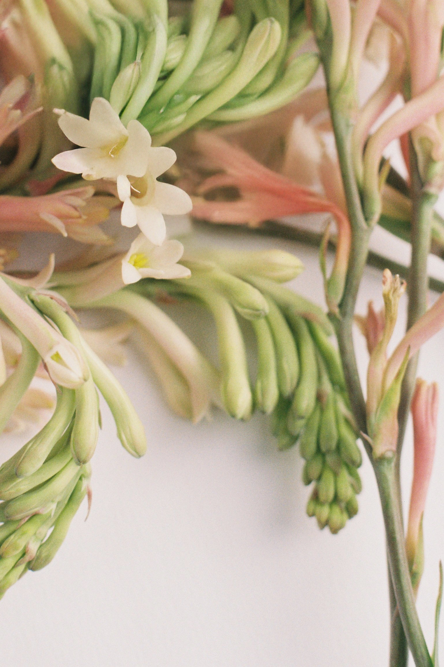Natural tuberose ingredients in Prem Rouge Eau de Peau alcohol-free fragrance by Dilli House