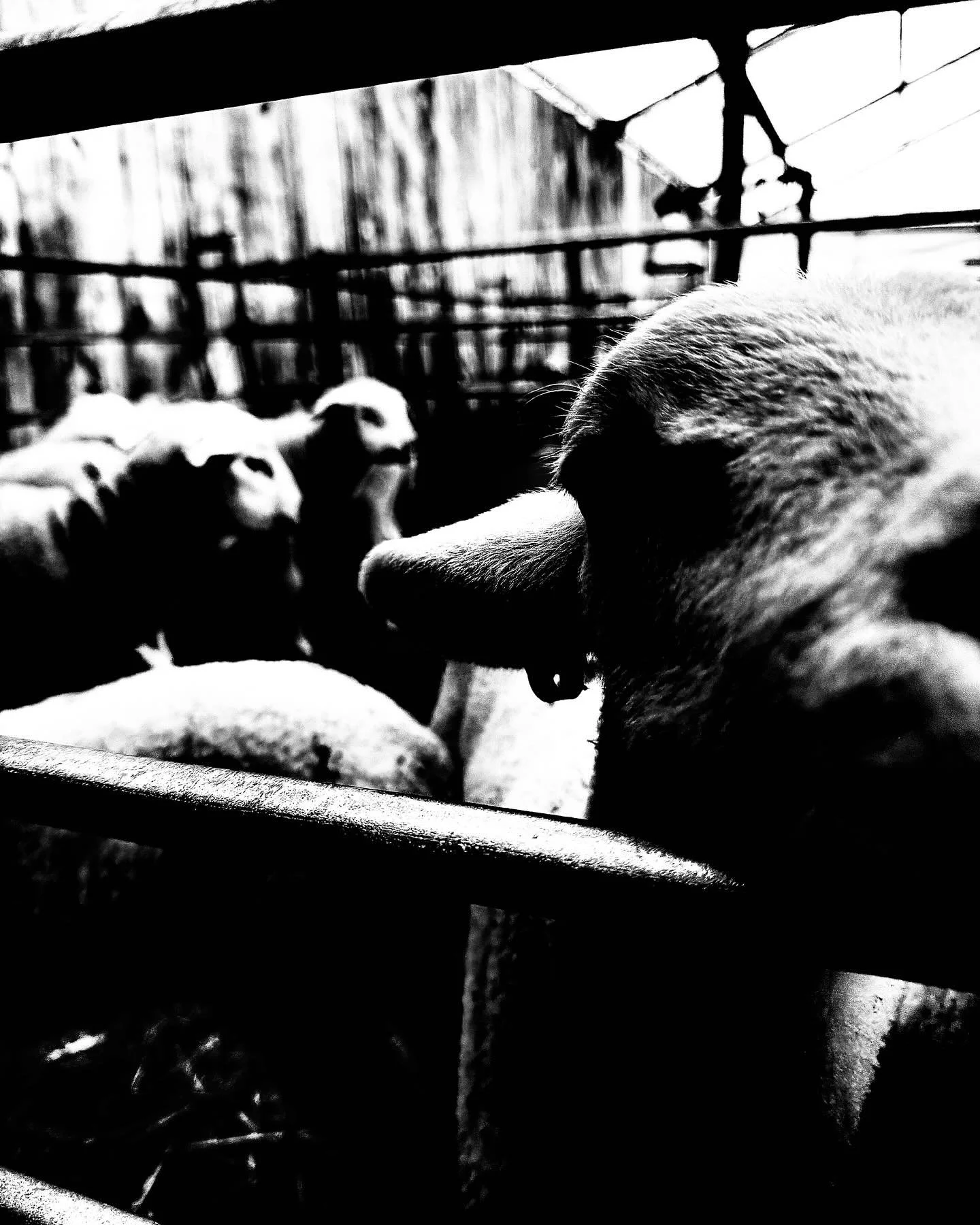 Sheep/Lamb - Petting zoo series

#fineart #photography #pettingzoo #animalagriculture #sheep #lamb #art