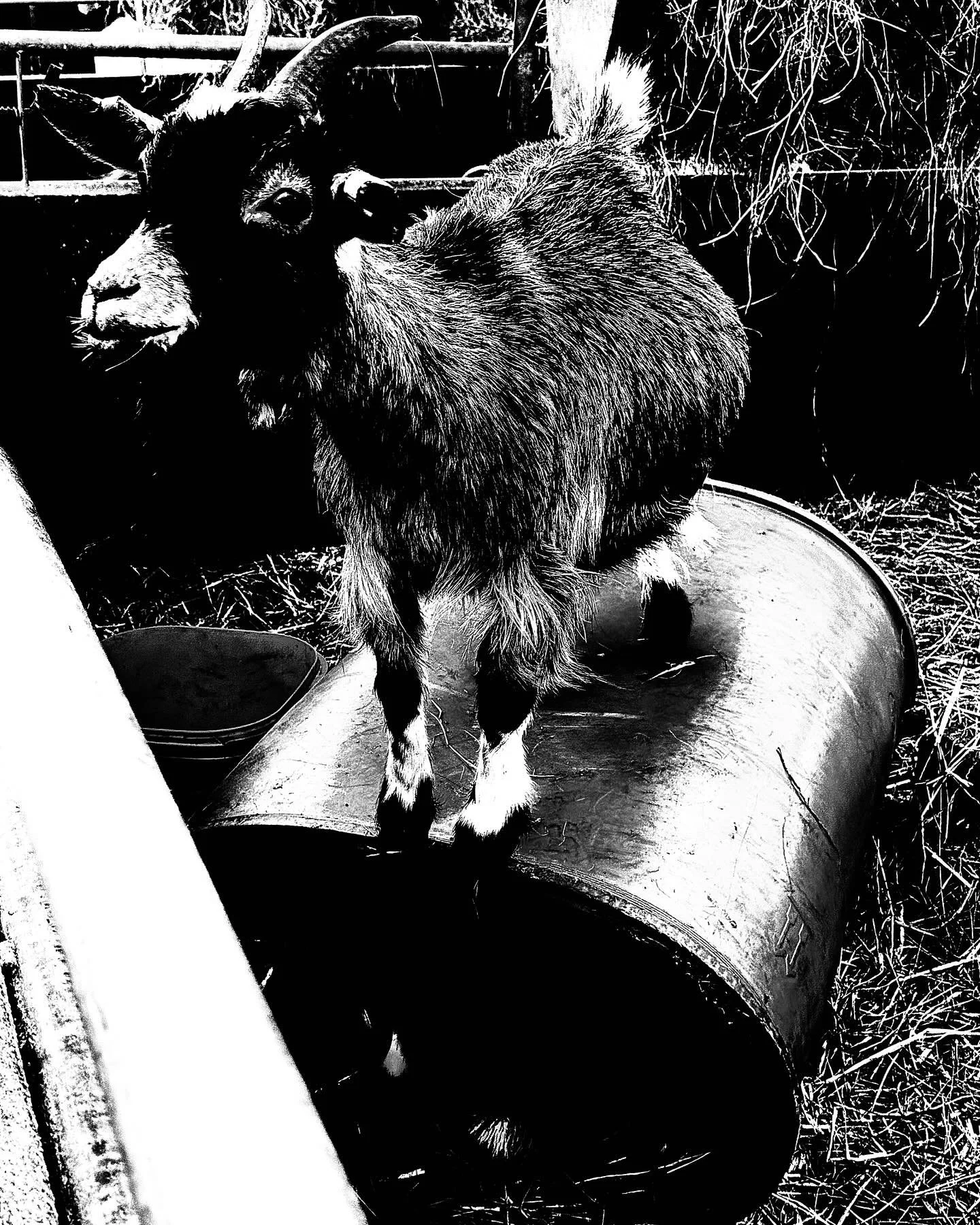 Goat - Petting zoo series

#fineart #animalagriculture #pettingzoo #art #animal #goats #goat
