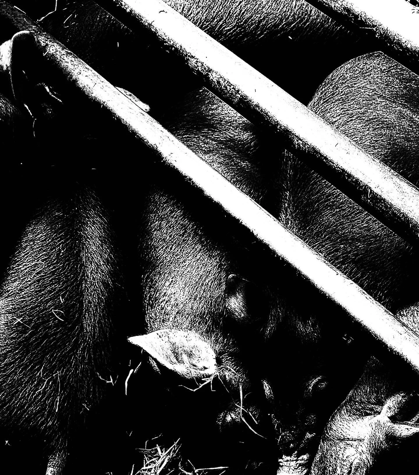 Pig - Petting zoo series

#fineart #pigs #animalagriculture #art #photography