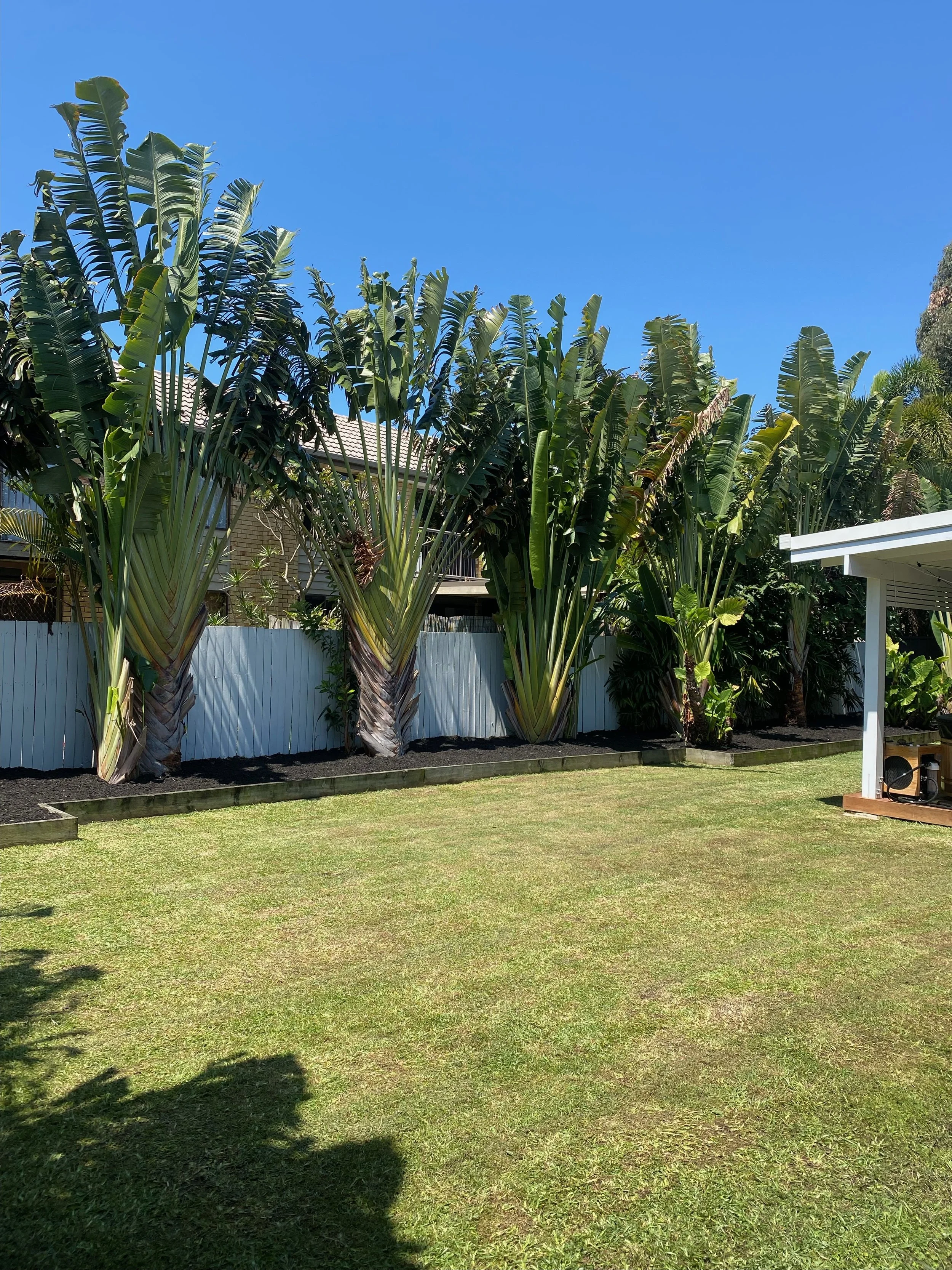 Backyard with large tropical plants, a manicured lawn, white fence, and a partial view of a house with a patio cover.