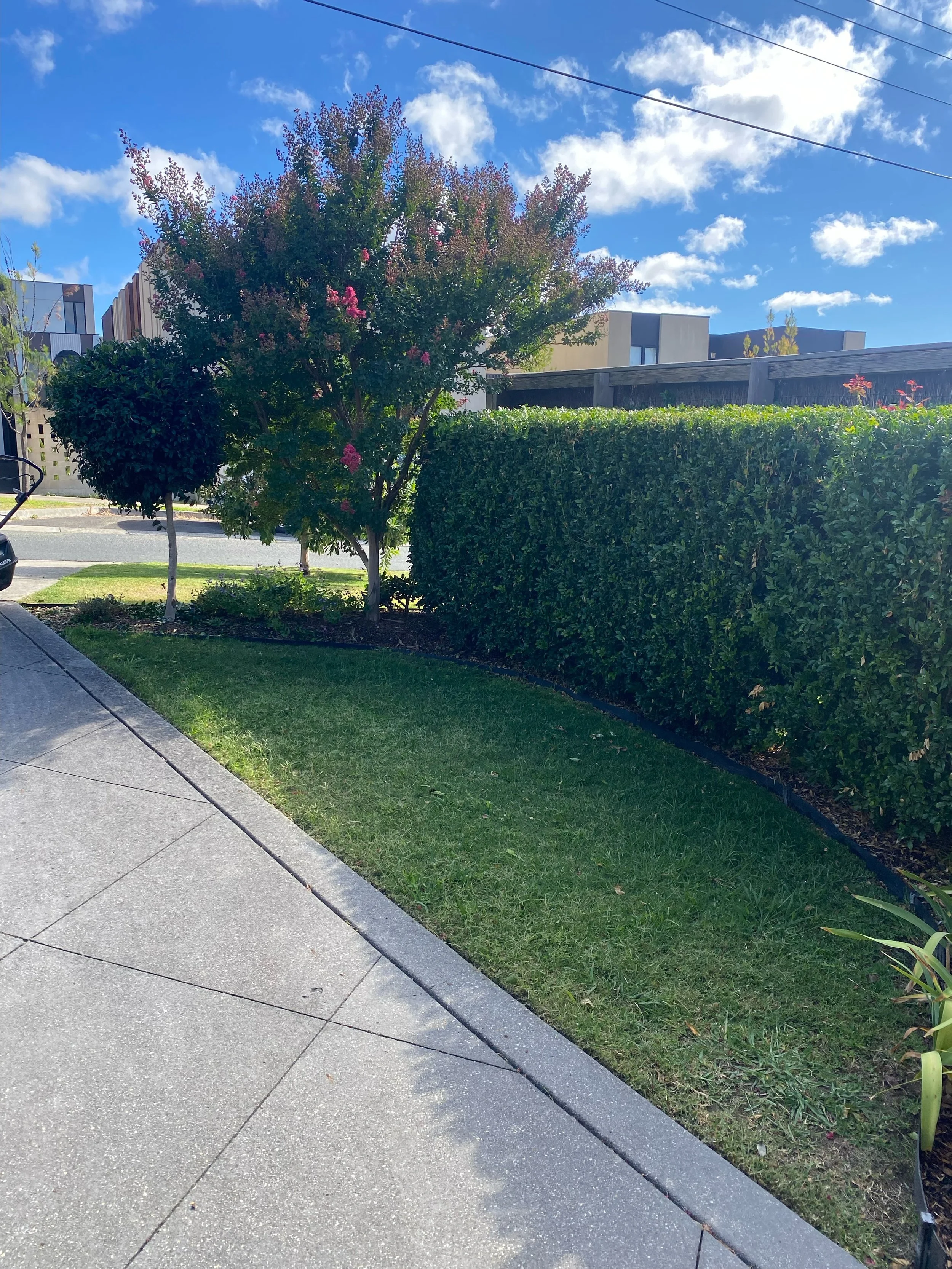 A suburban front yard with a small, well-manicured lawn bordered by a tidy hedge. A flowering tree with pink blossoms stands on the left near a sidewalk, under a clear blue sky.