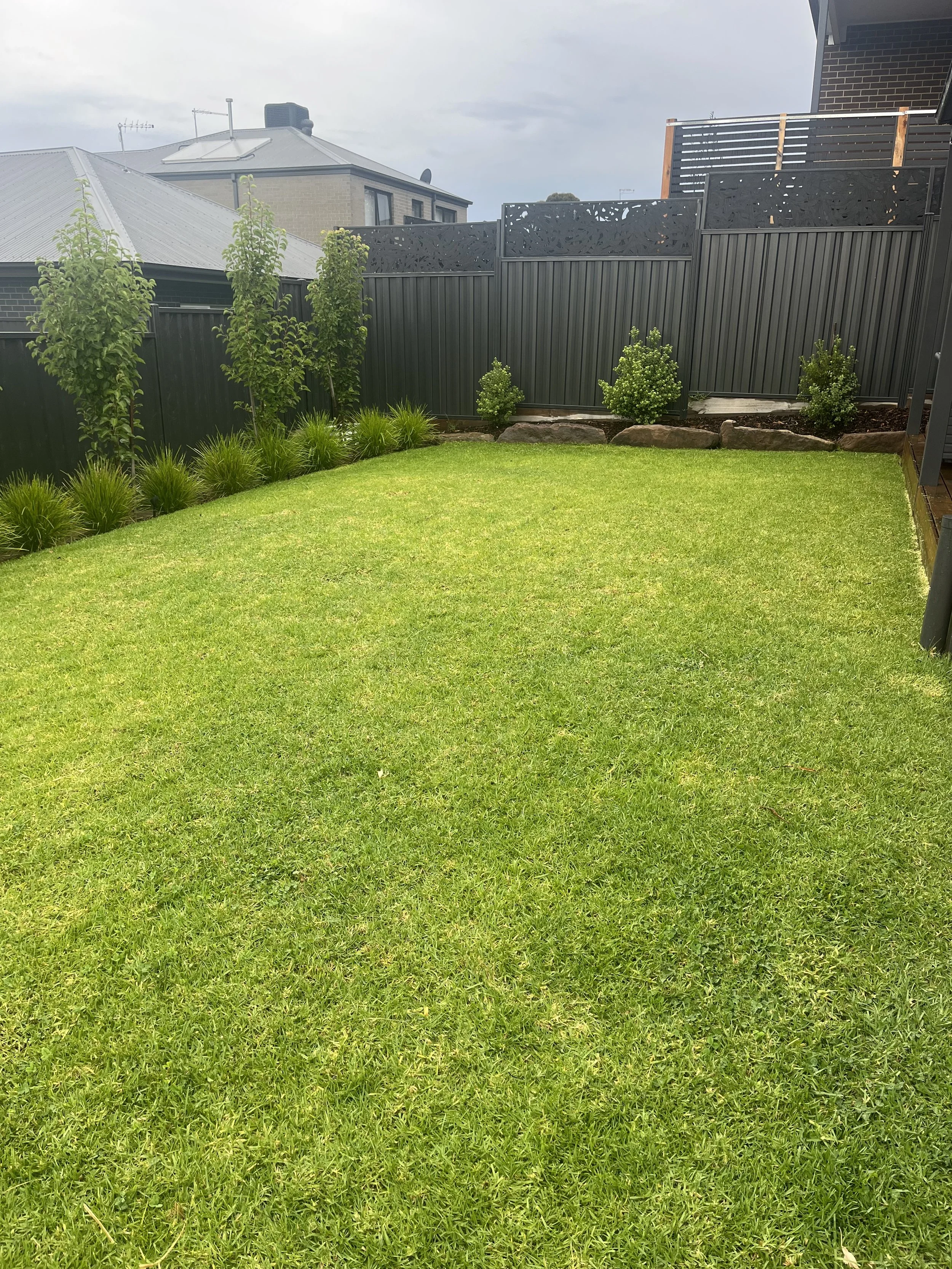 A neatly maintained backyard with a green lawn, bordered by small trees and shrubs against a corrugated iron fence. There are neighboring houses with grey roofs visible in the background.