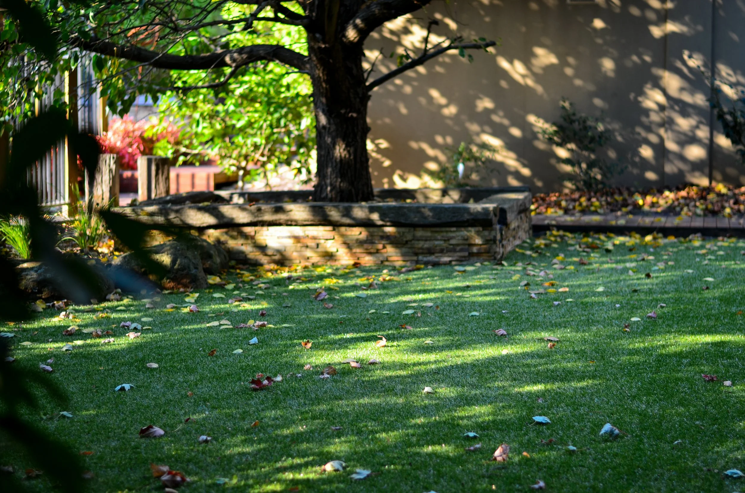 A backyard with green grass, scattered fallen leaves, and a large tree with a stone-bordered flowerbed, creating a shaded area.