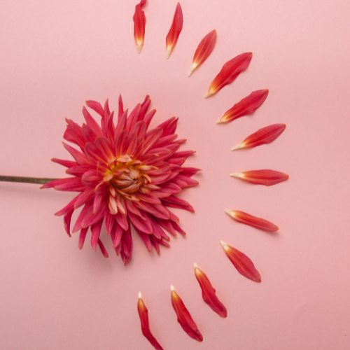 Futura Profile picture options  (5).png