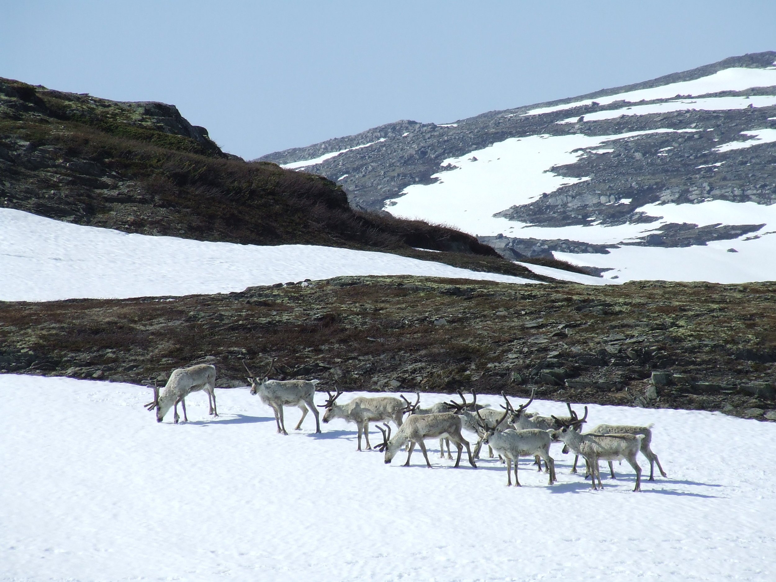 2007reinsflokk på bre.JPG