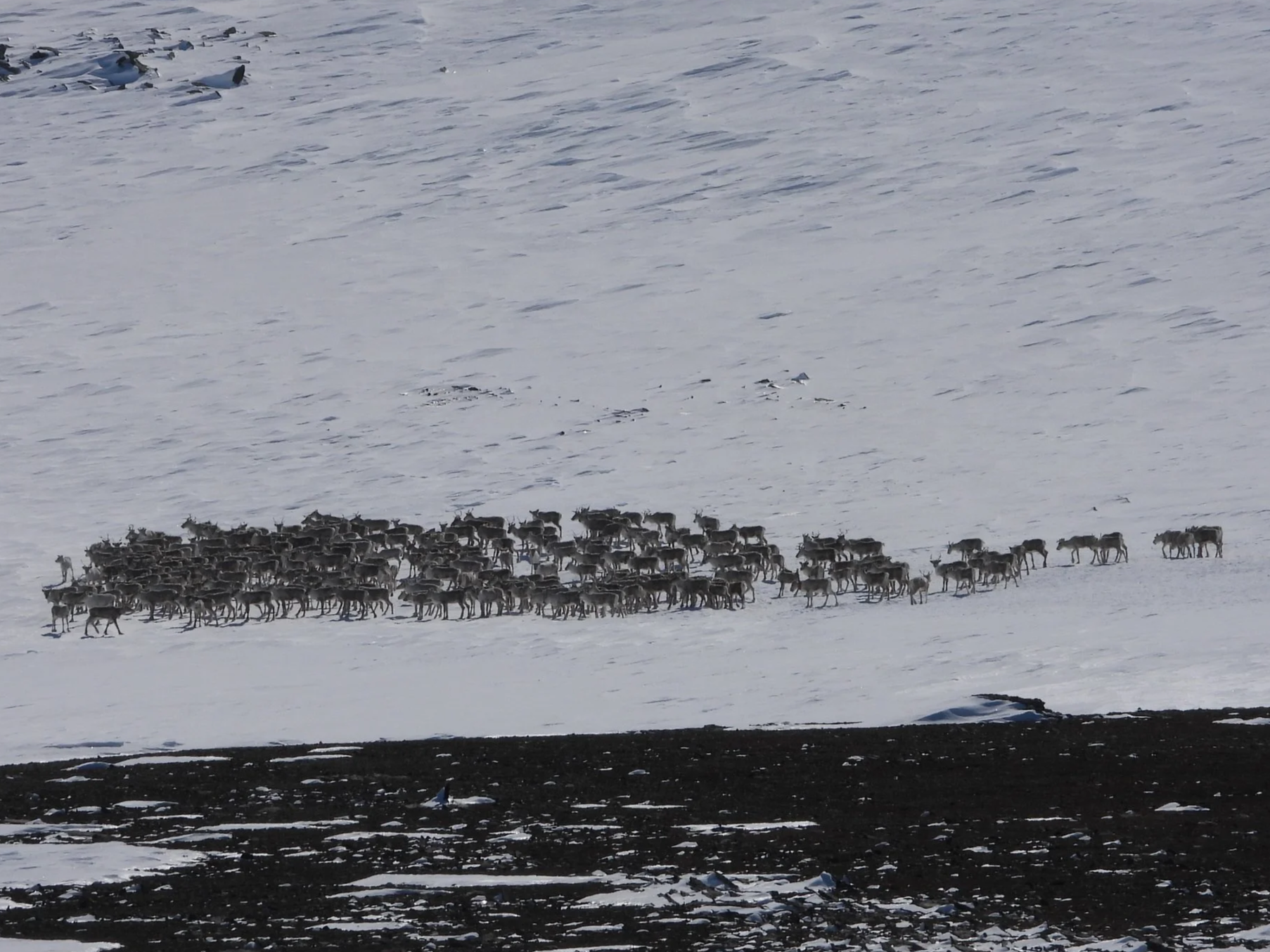 Nye datoer for overføring av kort under reinsjakta og søknader!