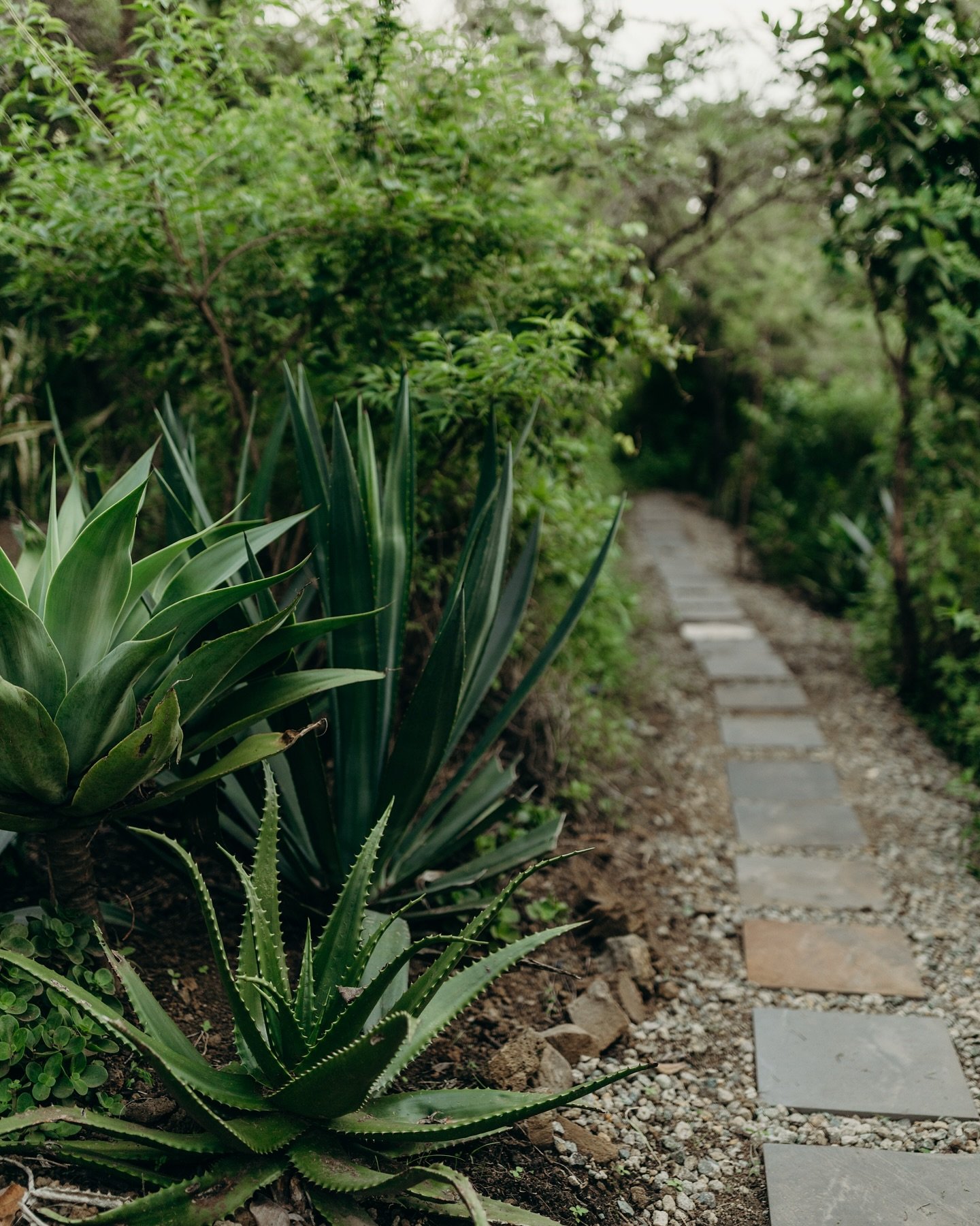 The path to relaxation. Happy Saturday!

#visittanzania #travelafrica #exploretheworld
#tanzaniaviews #bucketlisttravel #naturelovers
#ecohome #offgrid #luxuryliving #safaritanzania #airbnbtanzania #sustainablehome #airbnbarusha #ecoliving #sustainab