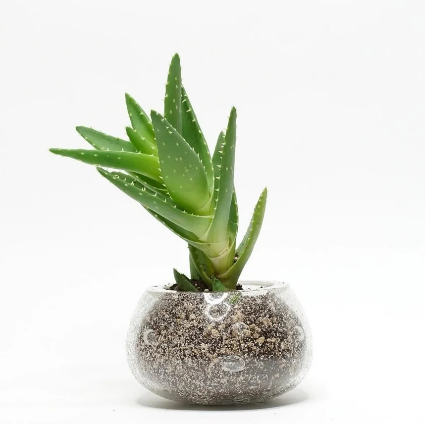 Studio Sahil glass vase infused with Kabak bay sand