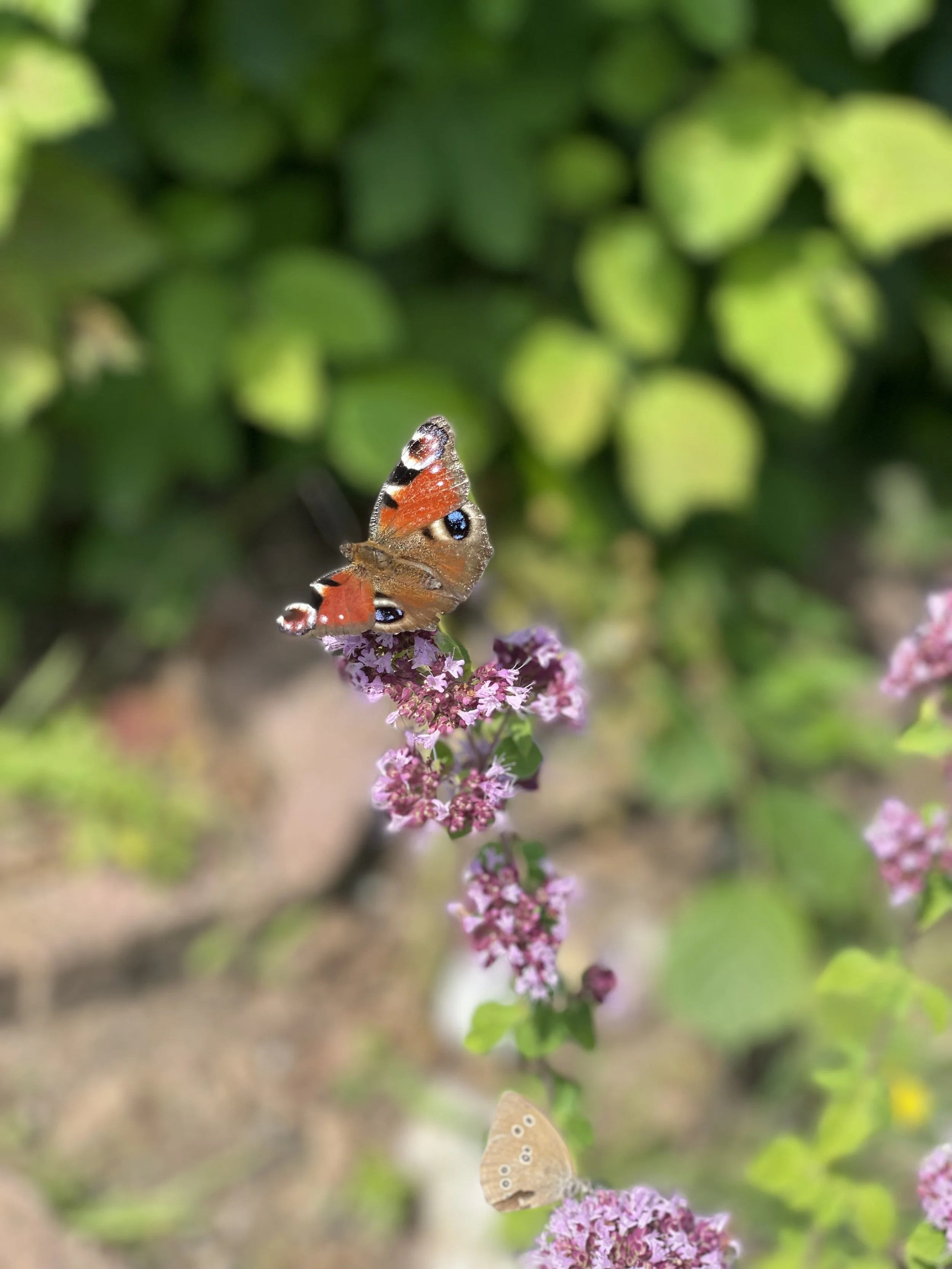 IMG_4637.jpeg