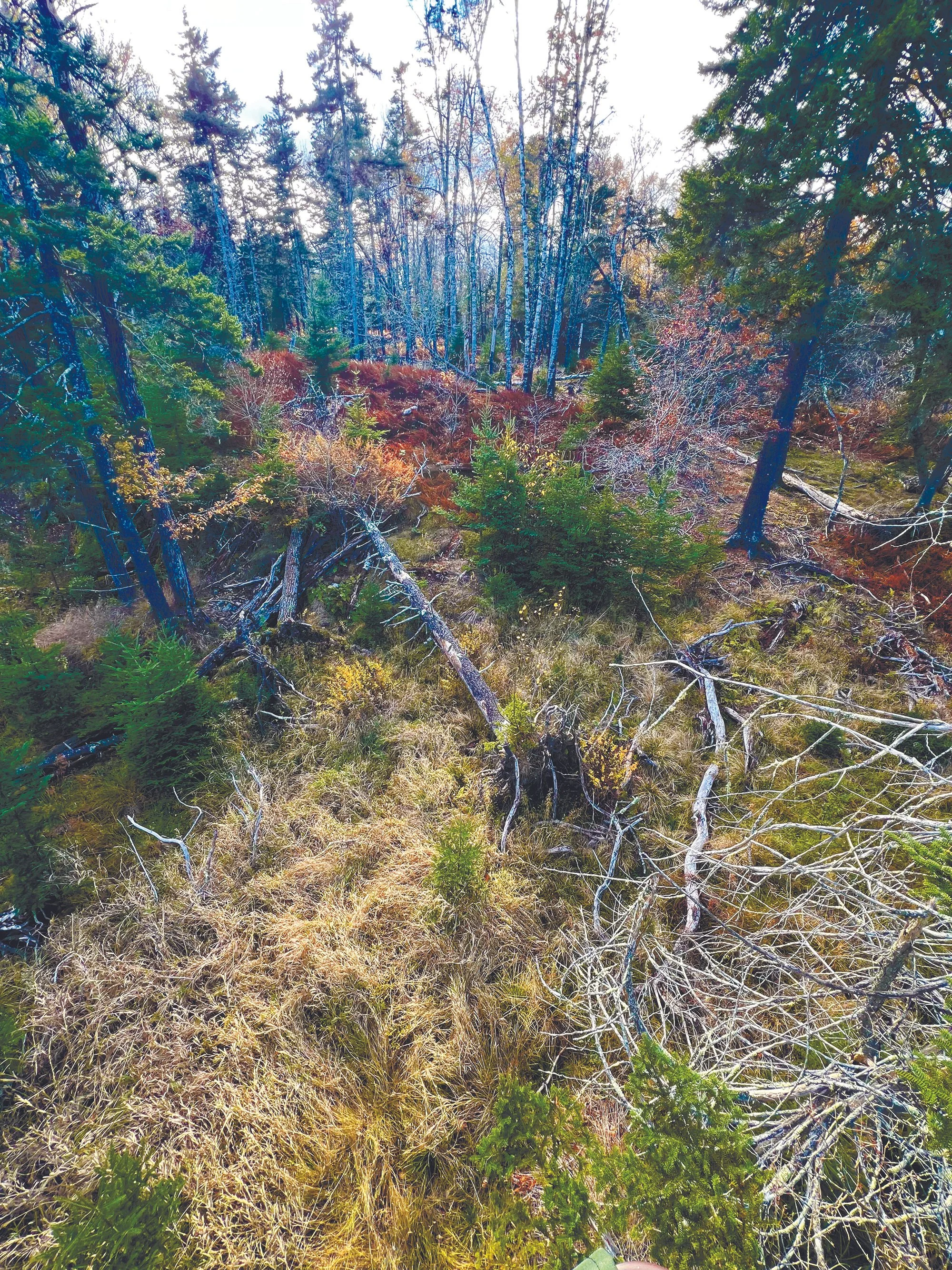 If a Tree Falls in a Forest: What our Island Trees are Telling Us.