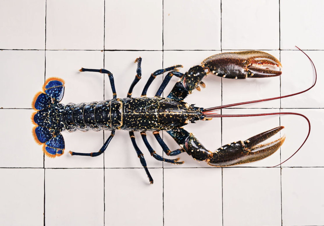 Homage to the Homard