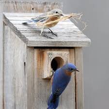 Bluebird Box Installation Workshop