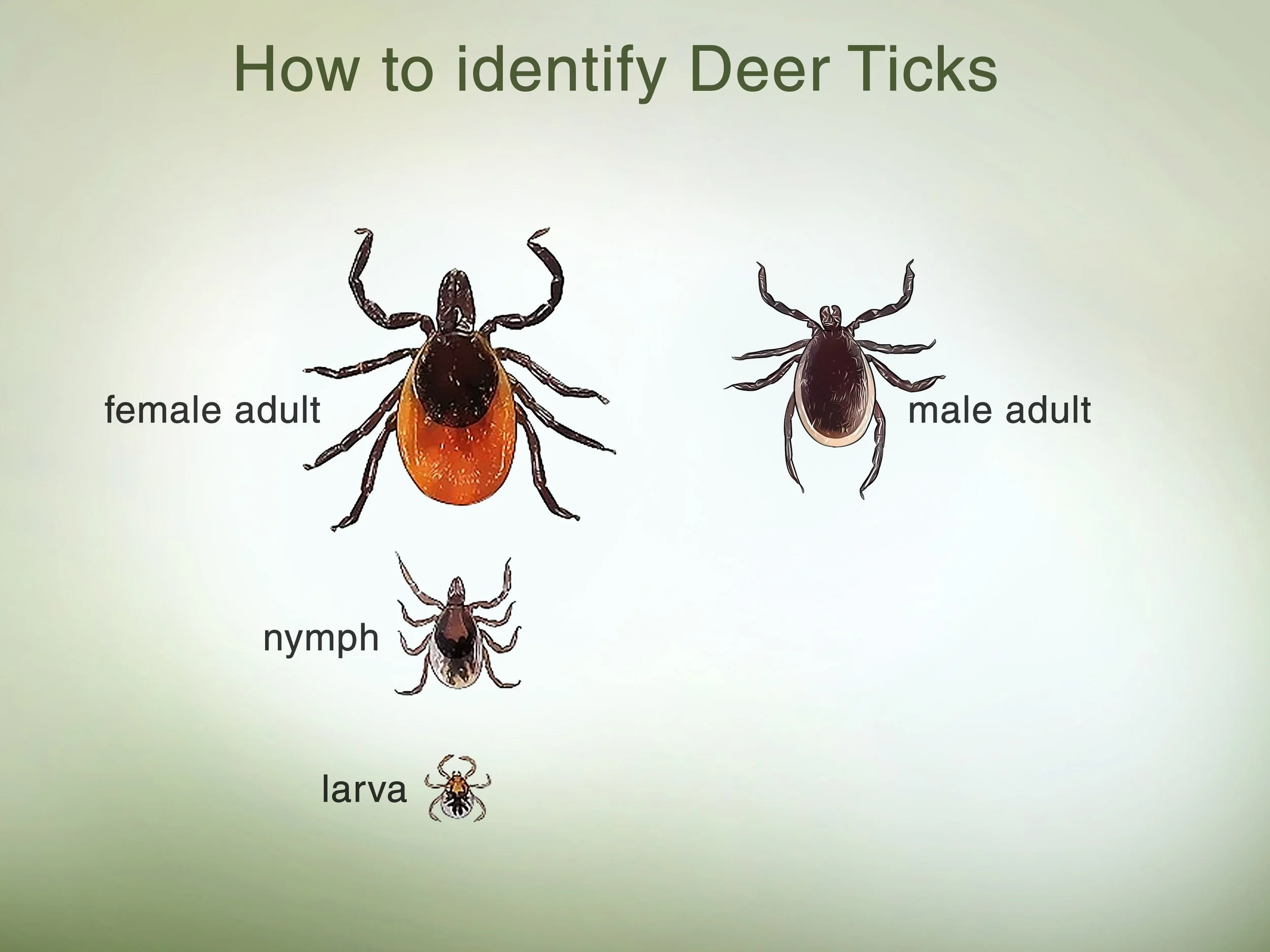 Ticks are out…