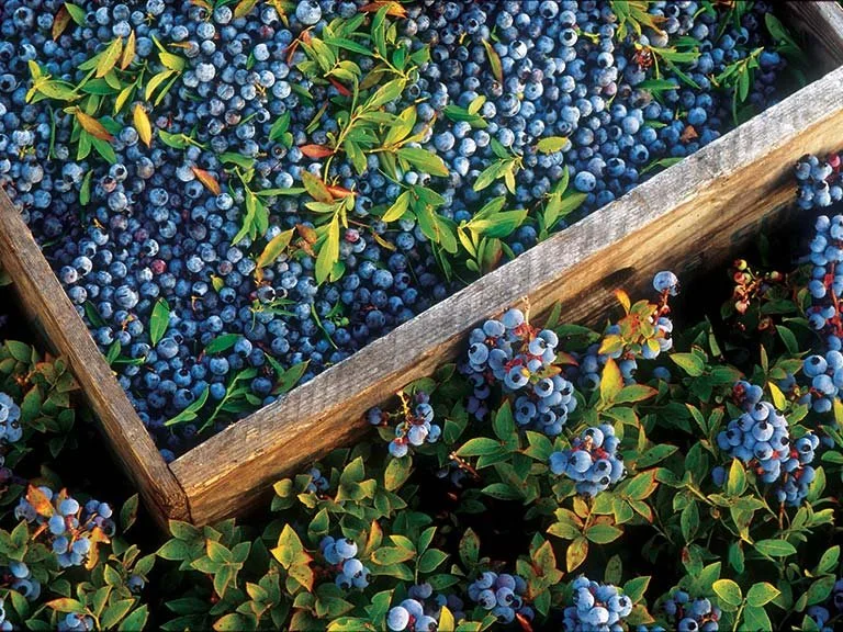Come and Pick Blueberries!