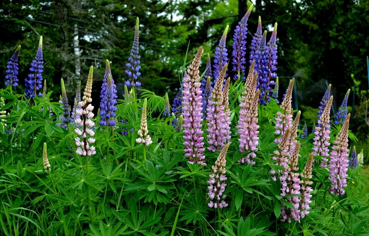 Summer on Islesboro
