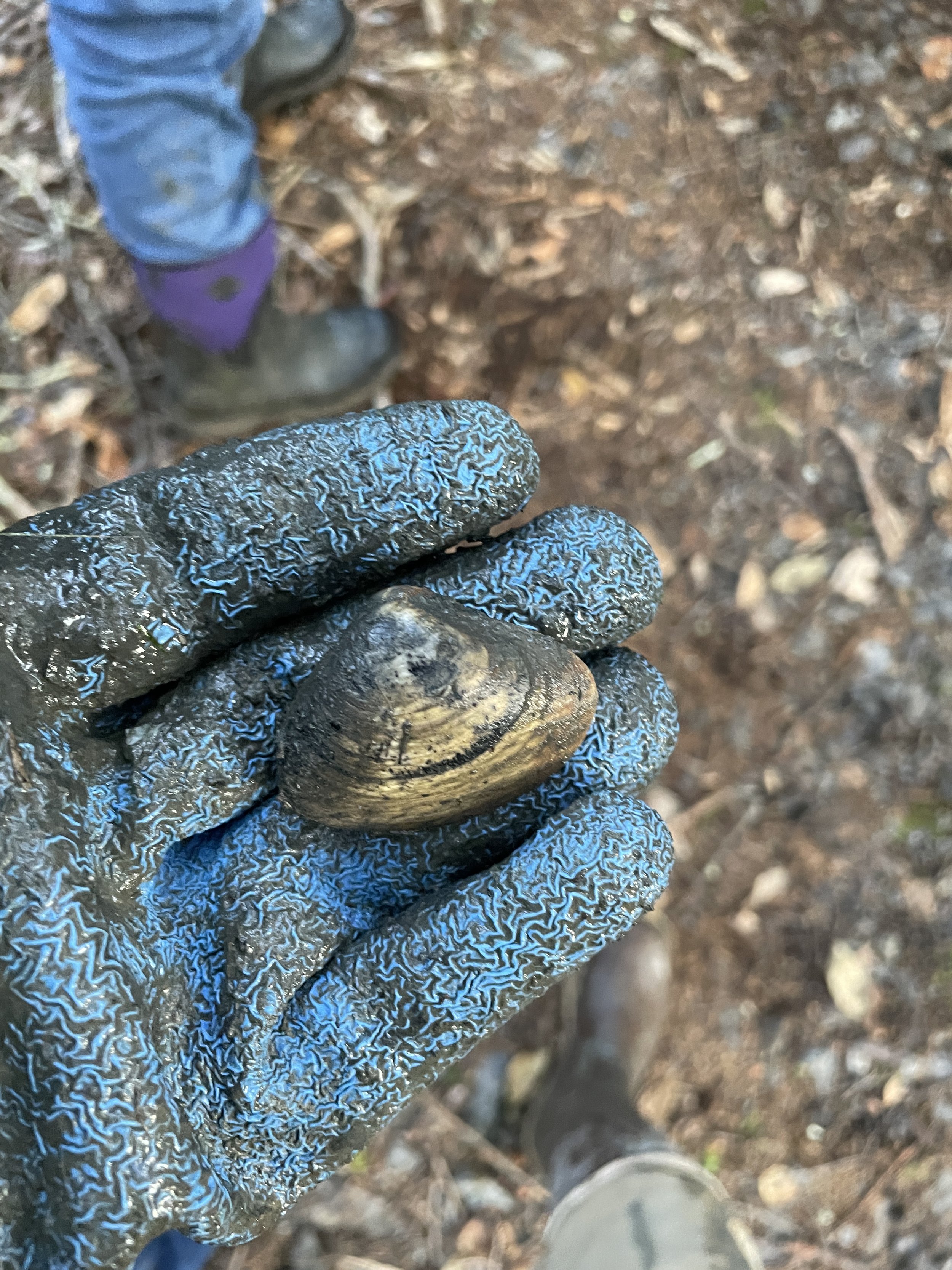 Islesboro’s Mudflats Are Full of Clams – They’re Just Not Surviving