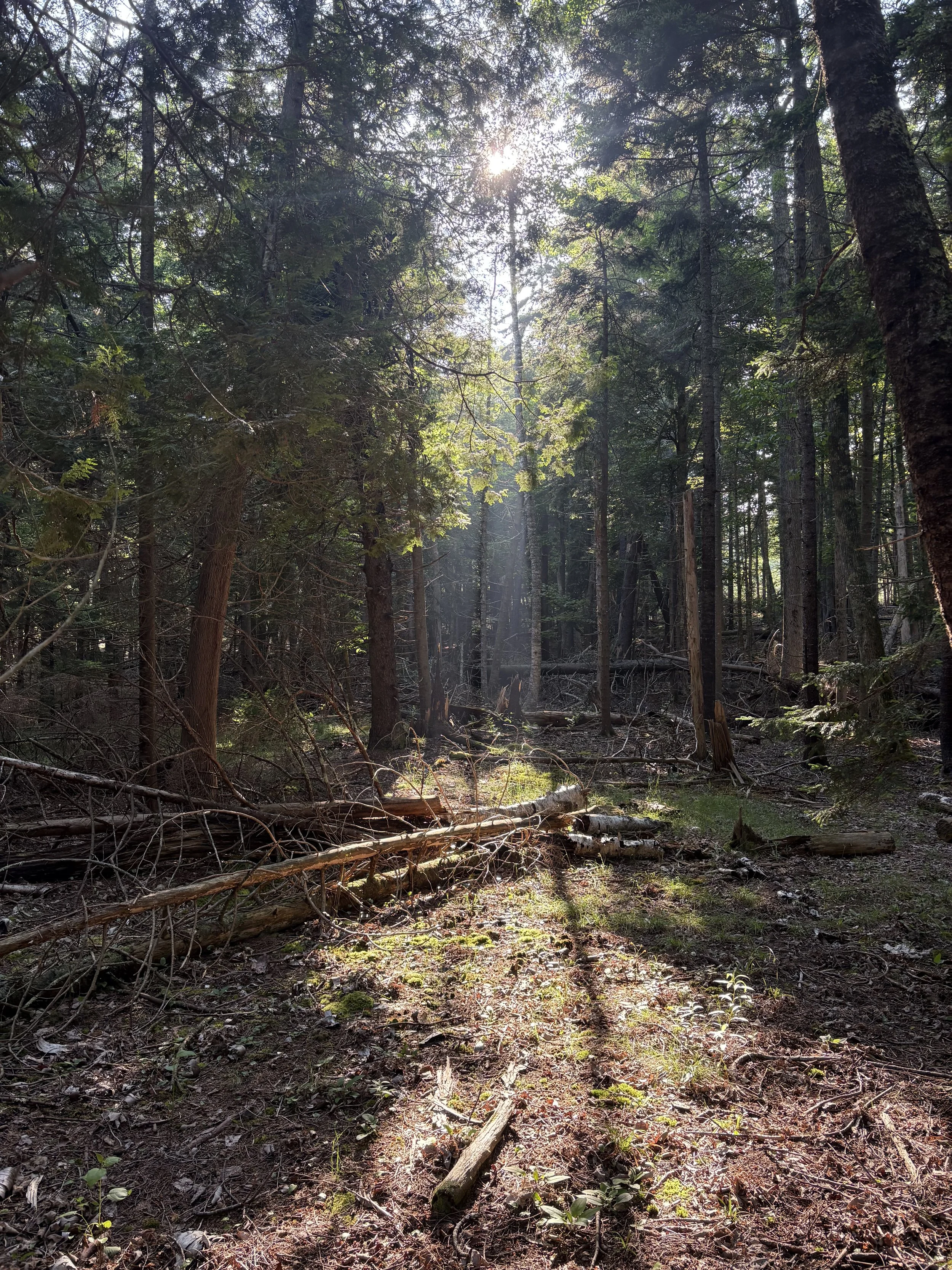 Burning, Mulching, Letting Lie: Approaches to Mitigating Wildfire Risk on Islesboro