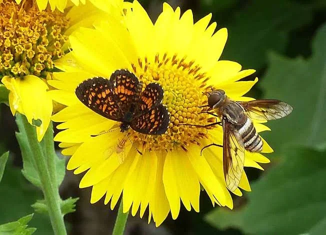 Pollinators