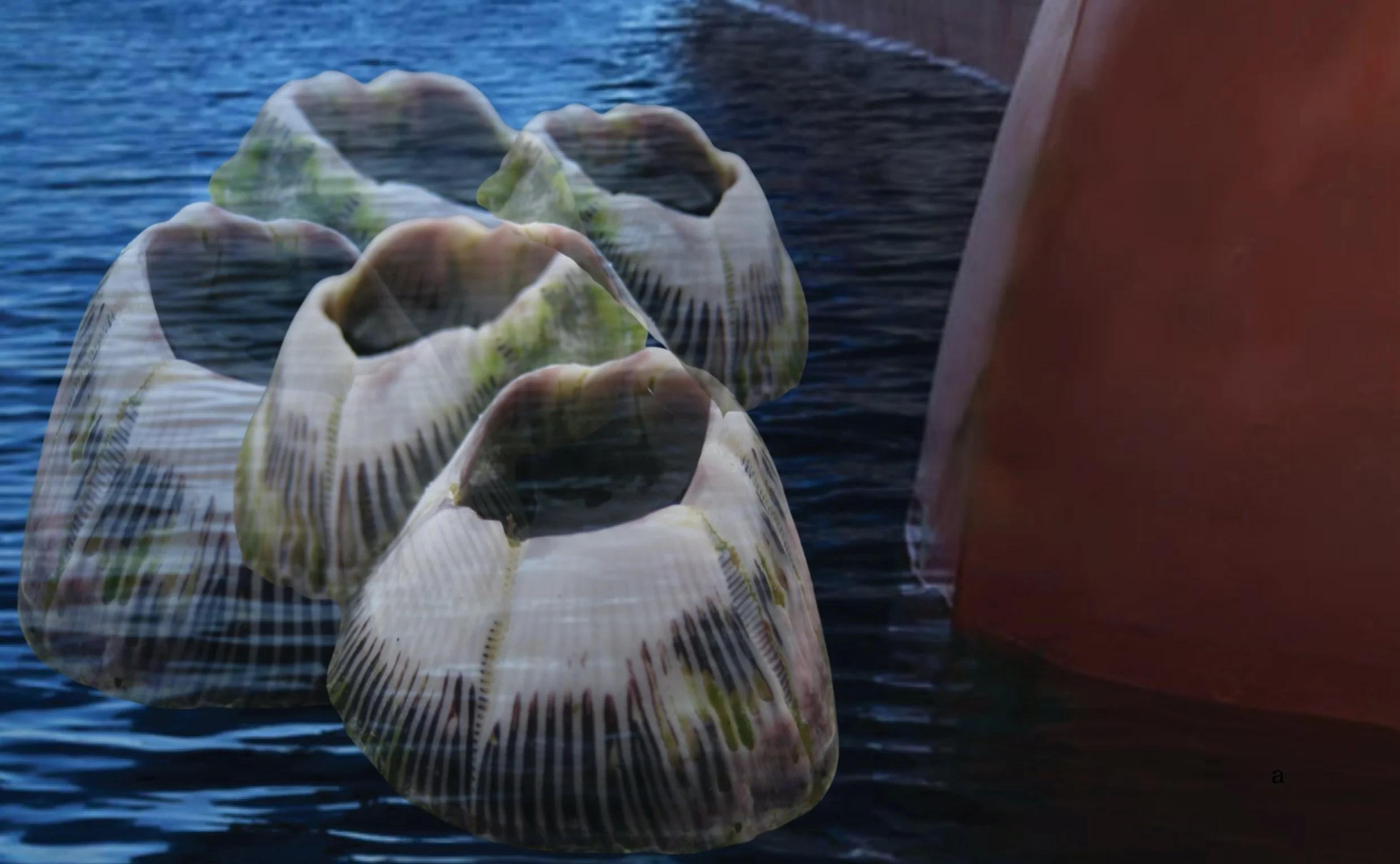 New whitepaper highlights rising barnacle biofouling risk for ship operators as regulations tighten