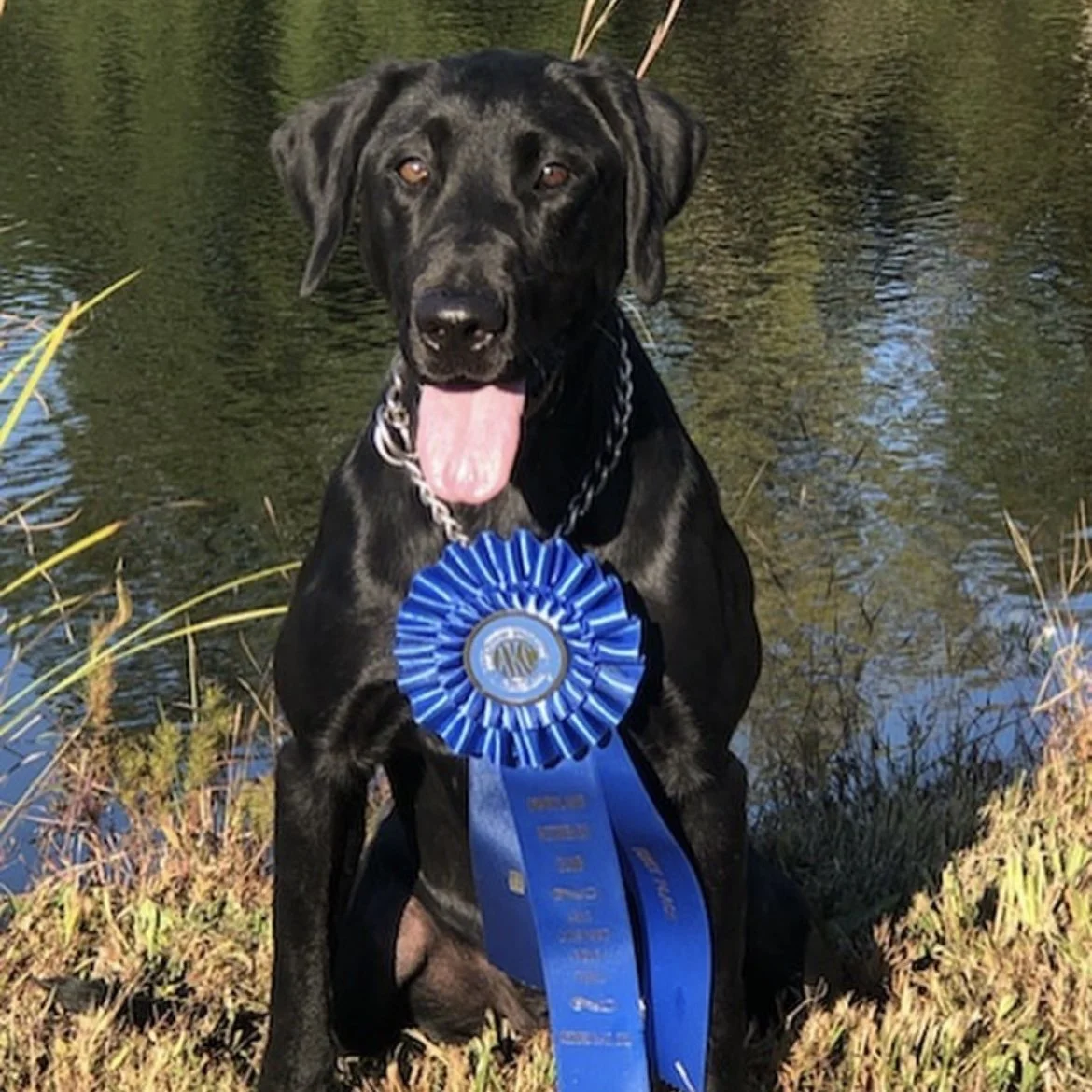 Black Labrador sitting by a pond with a blue ribbon – Go Ahead Call Tess QAA with 15 Derby Points