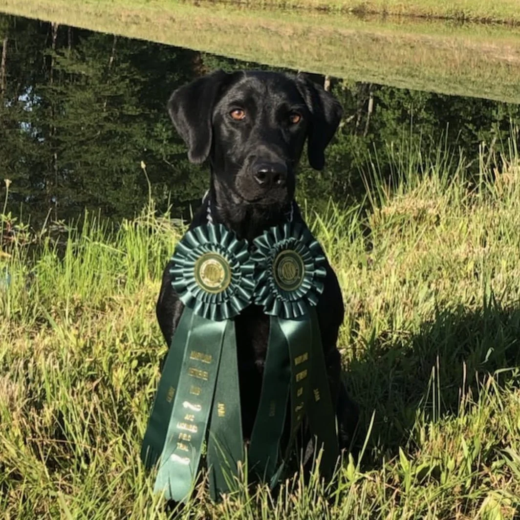 Black Labrador with green ribbon near a lake – Skyfire Starry Chamber Angle with 13 Derby Points