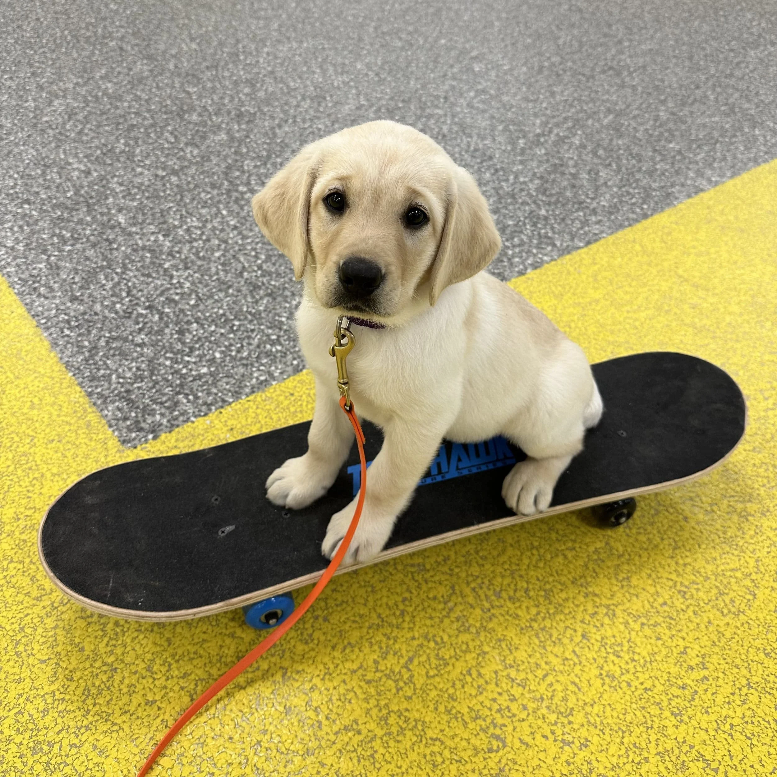 Service dog in training for mobility and veteran support