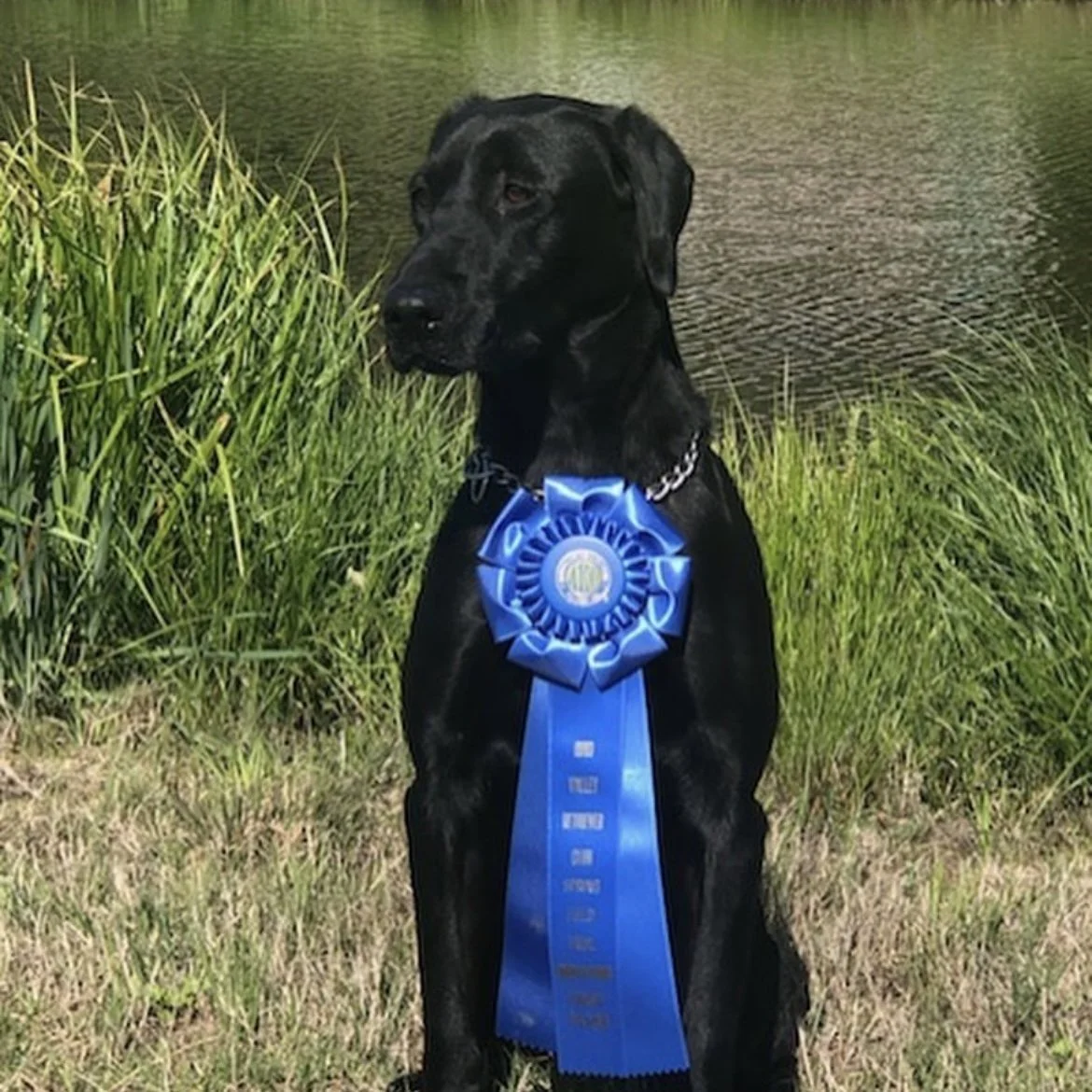 Black Labrador with blue ribbon beside a lake – Wildrose Born to Run with 7 Derby Points