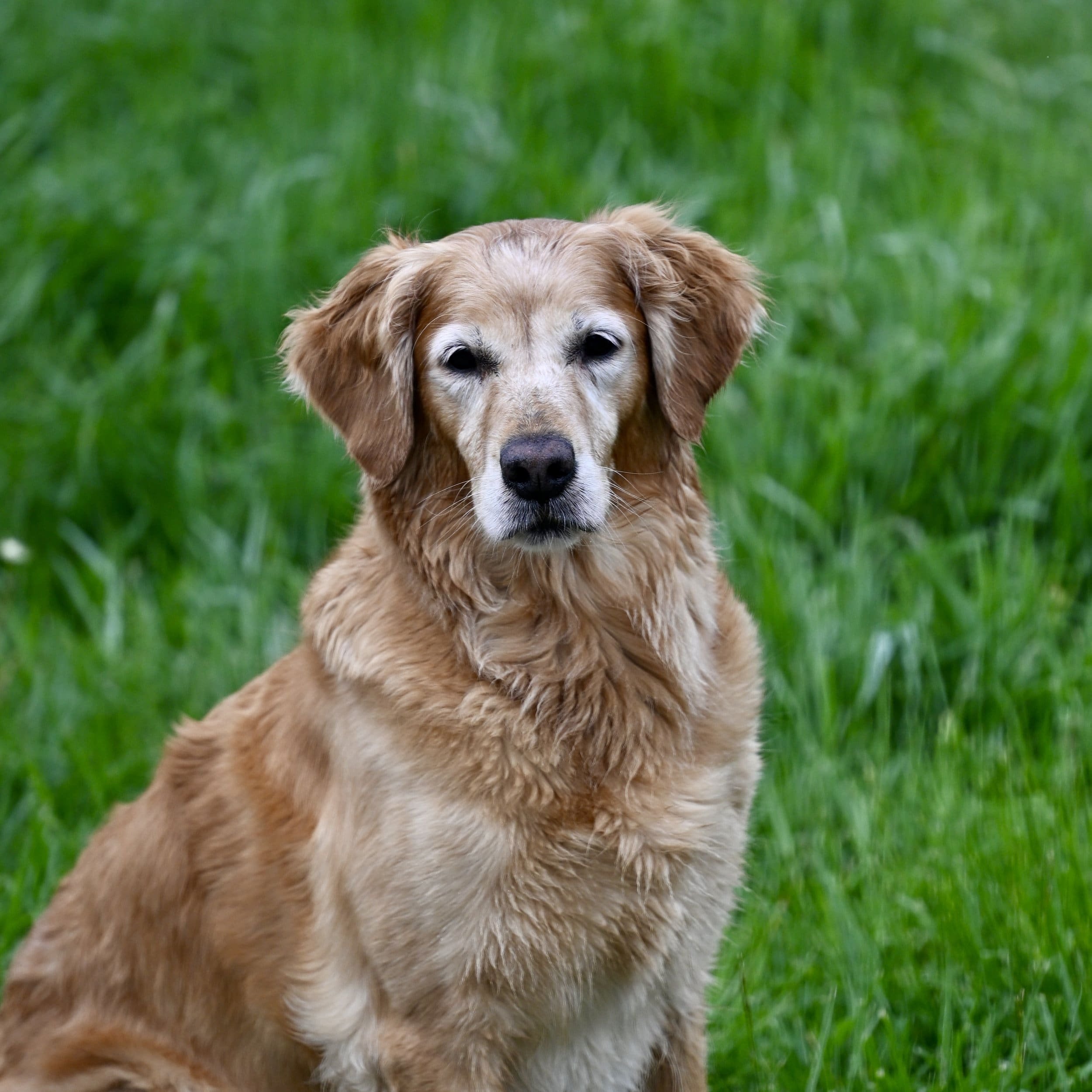 Retriever Dog