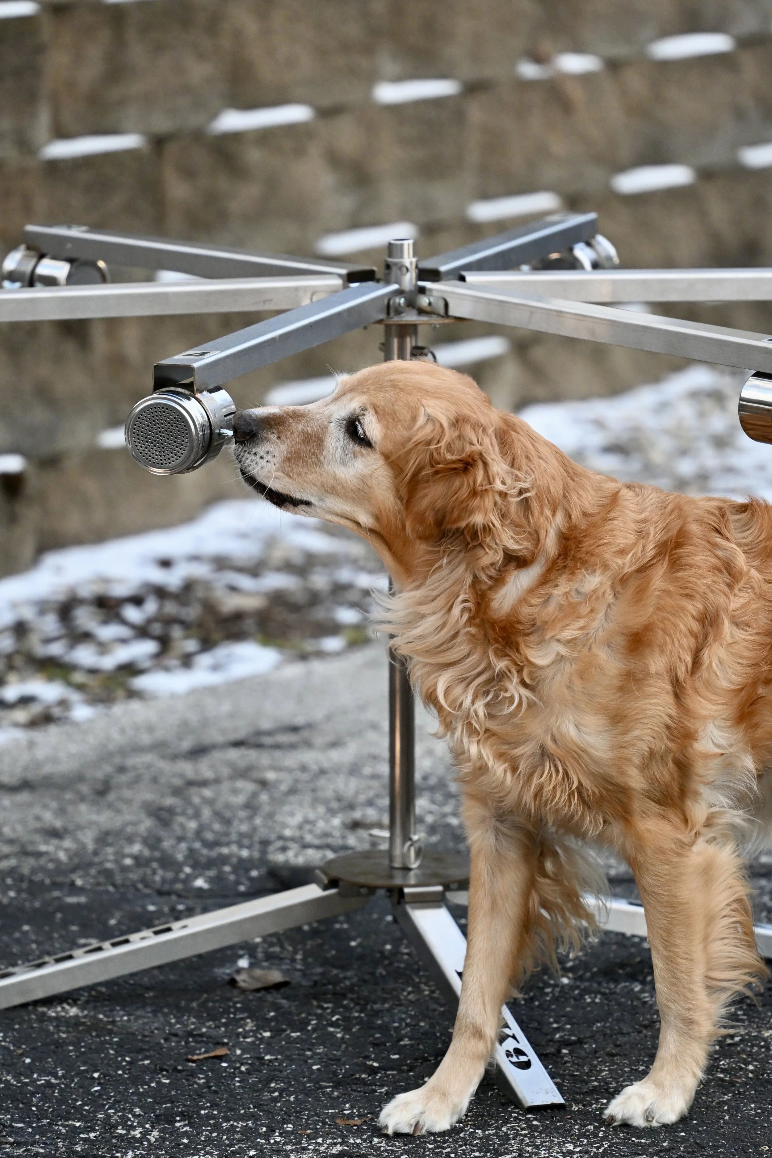 Retriever