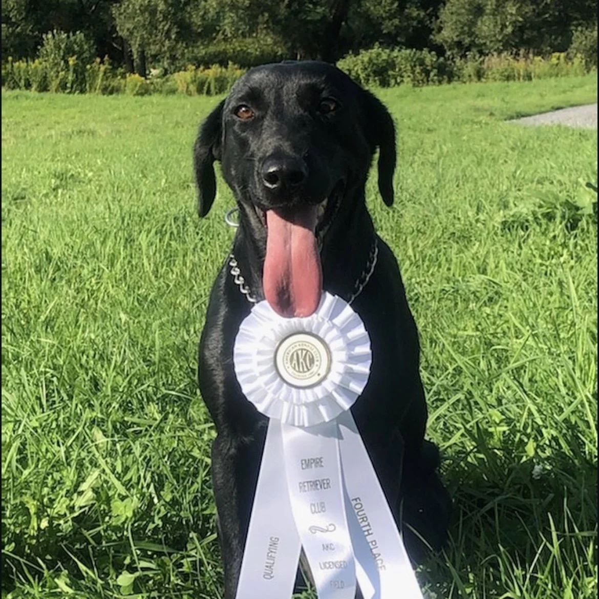 Black Labrador with white ribbon in the grass – Woodriver’s Bold and Beautiful with 13 Derby Points