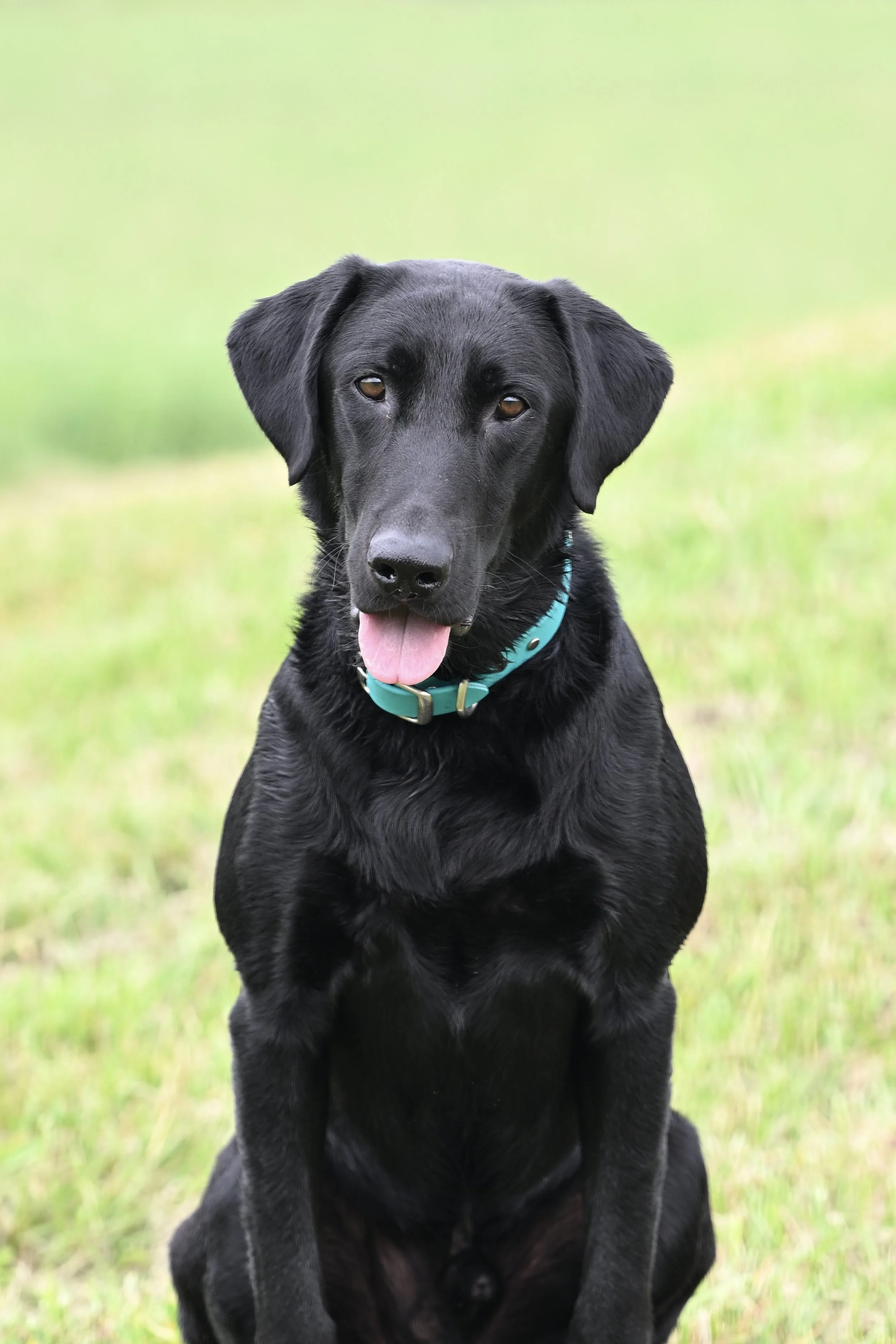 Retriever Dog