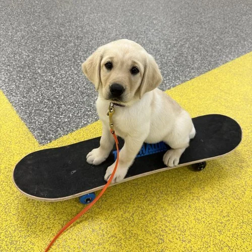 Retriever