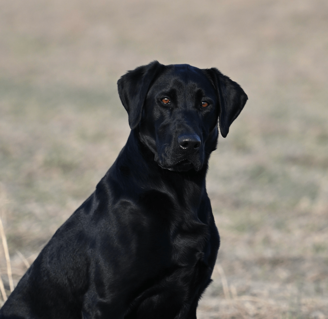 Retriever Dog
