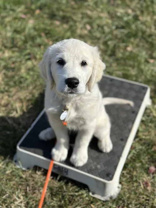 Retriever