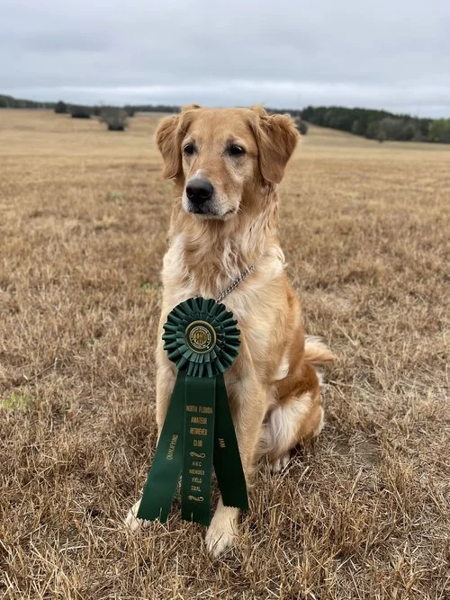 Retriever