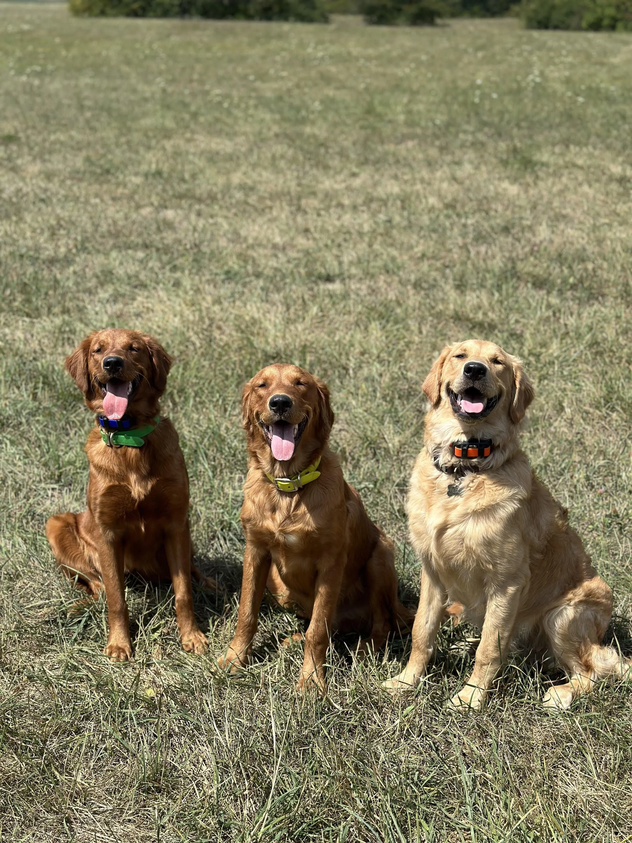 Weekend dog training camp